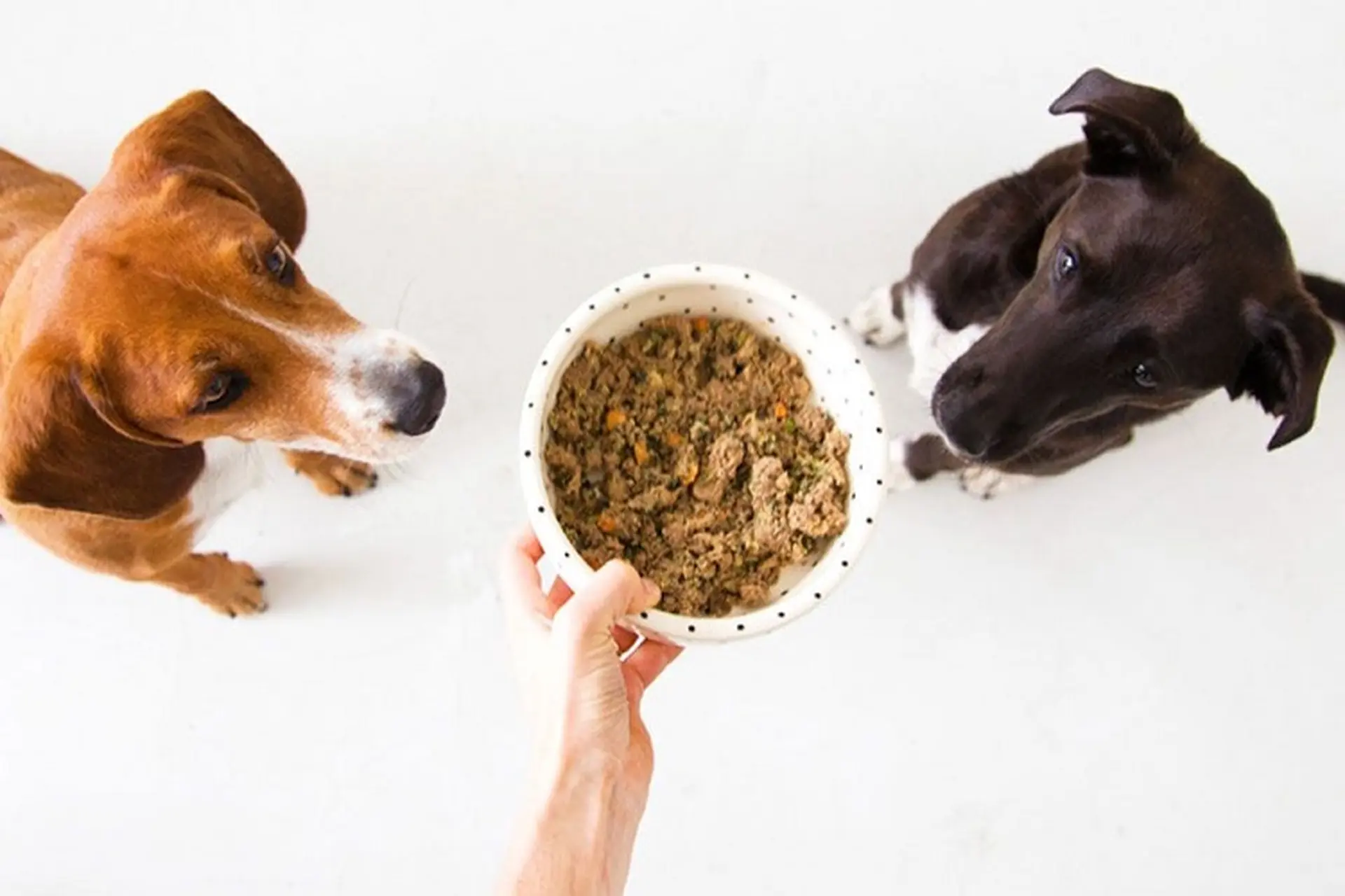 Mách nhỏ bạn cách làm pate cho chó thơm ngon, giàu dinh dưỡng, khiến boss mê tít