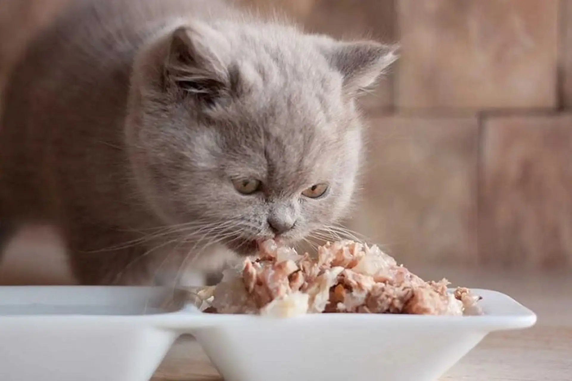 Các "sen" lưu gấp 5 cách làm pate cho mèo, vừa đảm bảo chất lượng vừa vỗ béo "boss" yêu