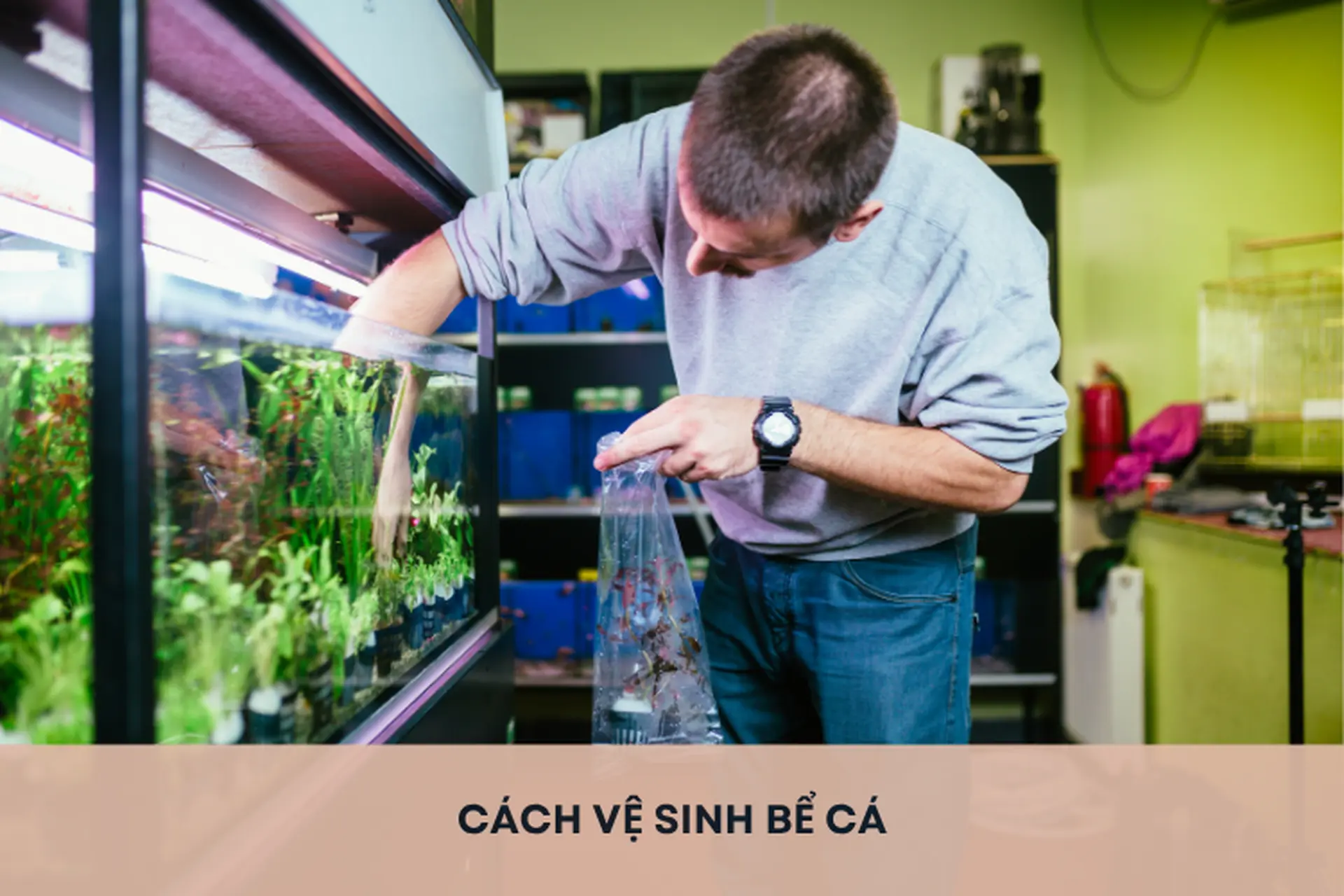 Hướng dẫn chi tiết cách vệ sinh bể cá đúng cách nhanh chóng mà hiệu quả ngay tại nhà