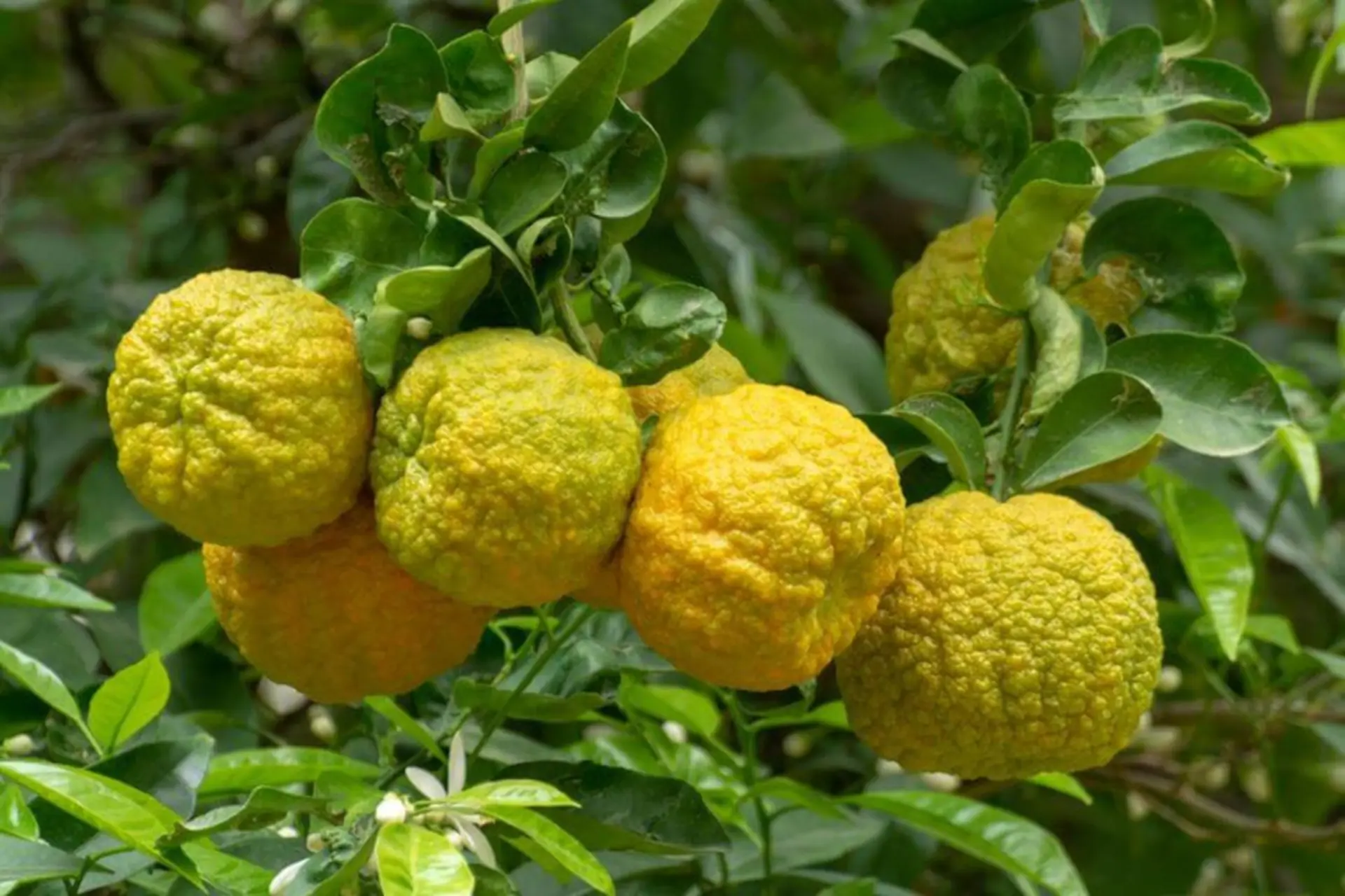 Cam Bergamot là gì? Trái cây quý hiếm từ Địa Trung Hải và những điều thú vị bạn chưa biết
