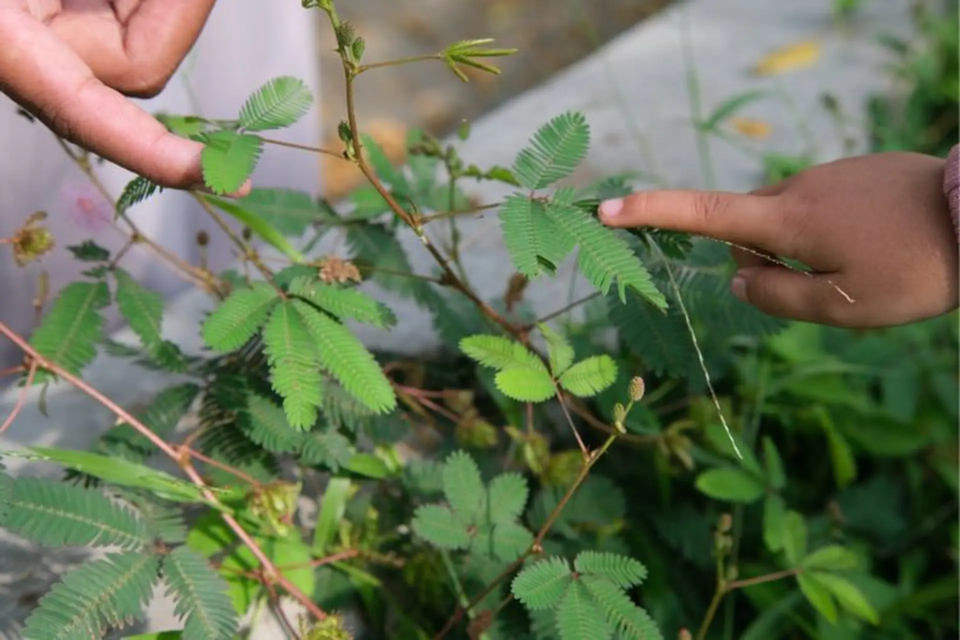 Cảm ứng là gì? Tìm hiểu khái niệm, cơ chế hoạt động và ứng dụng của cảm ứng trong sinh học