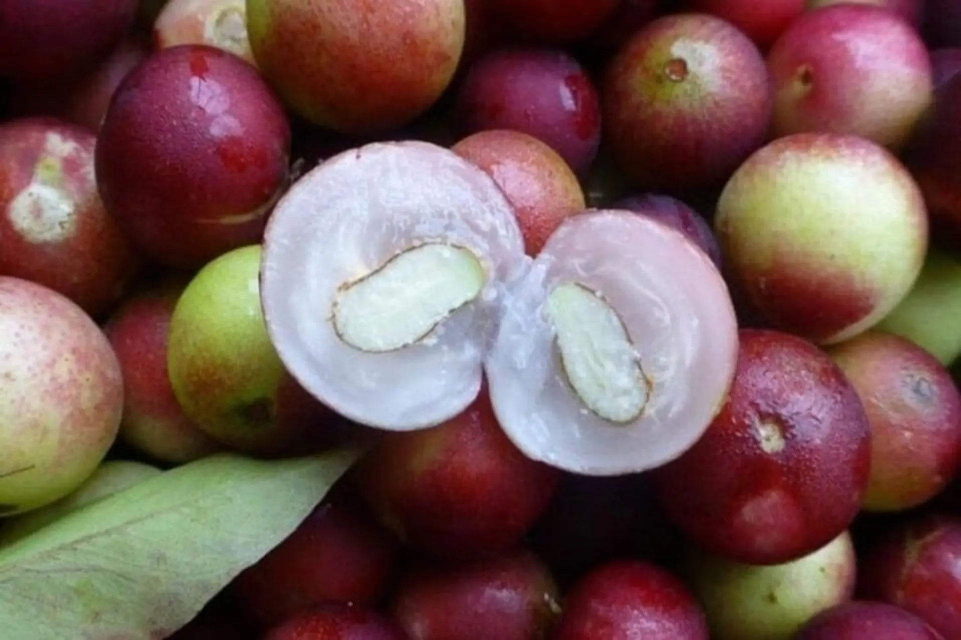 Tìm hiểu camu camu là quả gì? Siêu trái cây Amazon giàu vitamin C bậc nhất thế giới