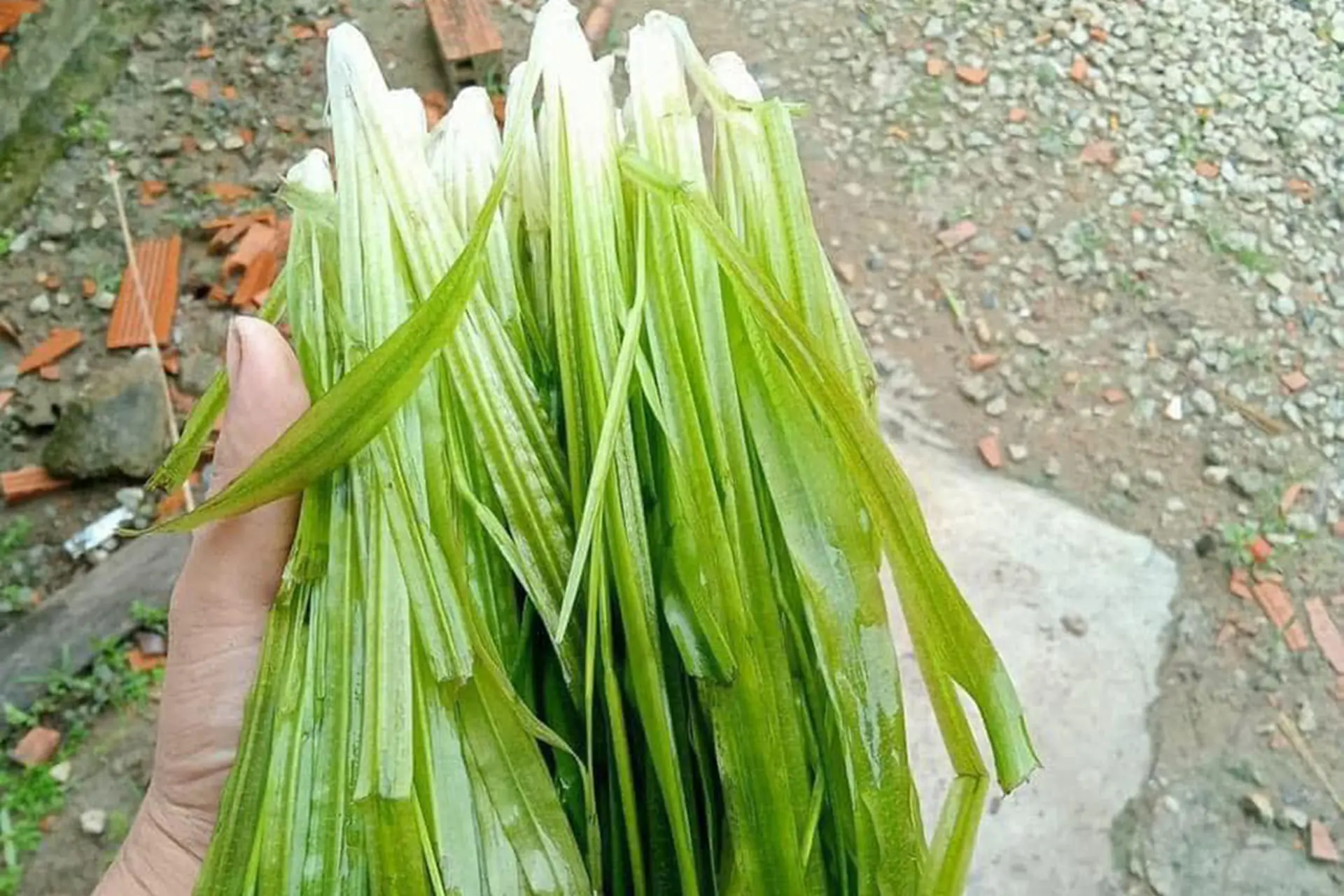 Cây hẹ nước là gì? Khám phá công dụng tuyệt vời của loài cây này với sức khỏe và ẩm thực