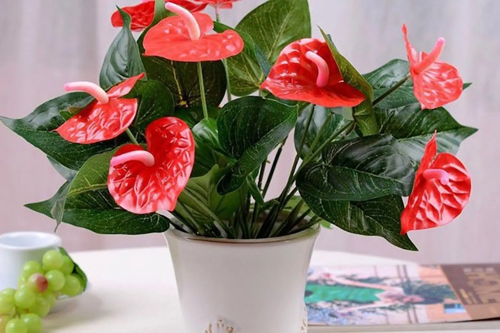 Tìm hiểu cây hồng môn: Vẻ đẹp nhiệt đới và thông điệp phong thủy đầy sức sống