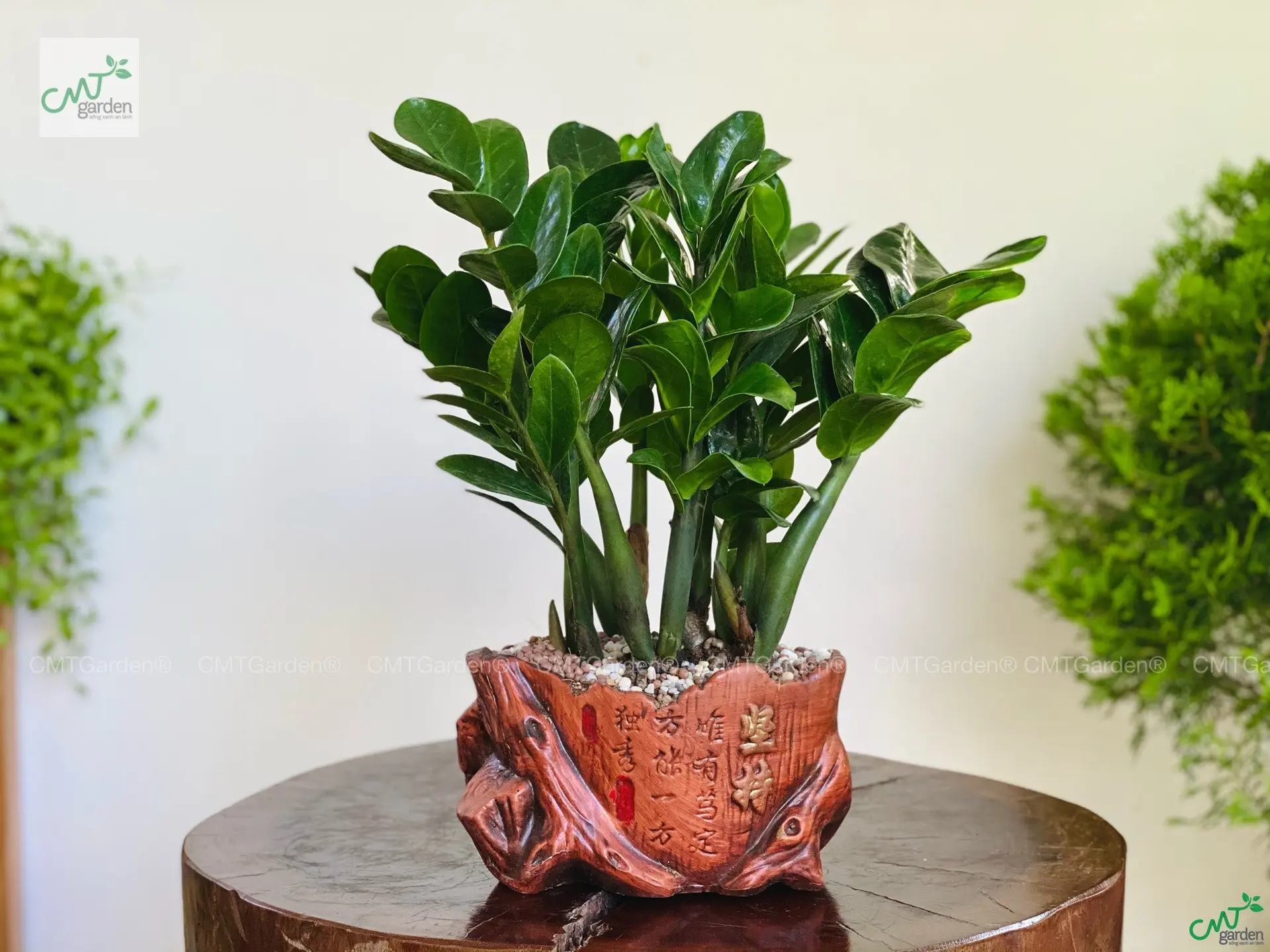 Cây kim tiền có độc không? Sự thật gây sốc về loài cây phong thủy quen thuộc