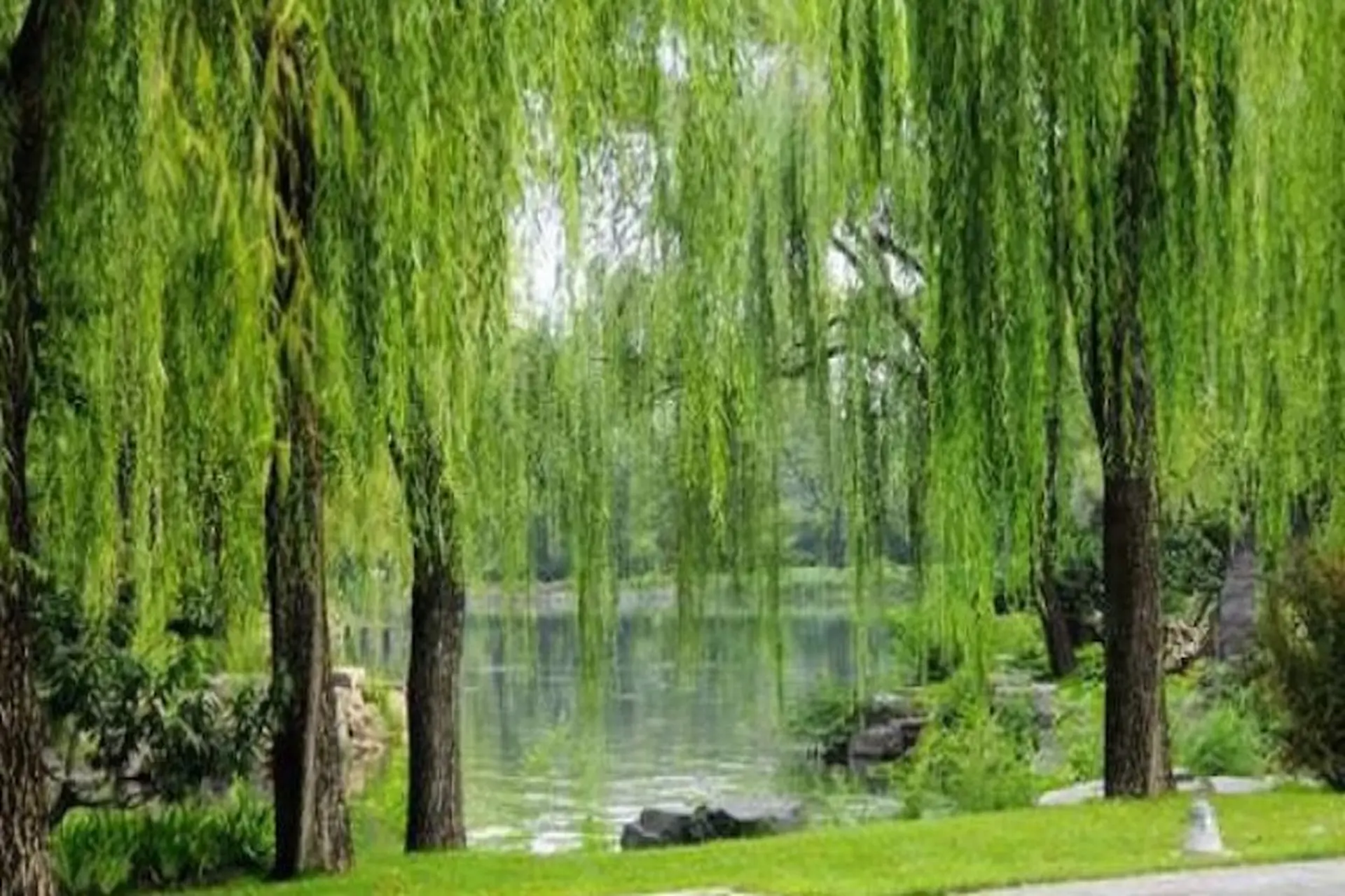 Cây liễu – Biểu tượng dịu dàng của thiên nhiên và chiều sâu văn hóa Á Đông