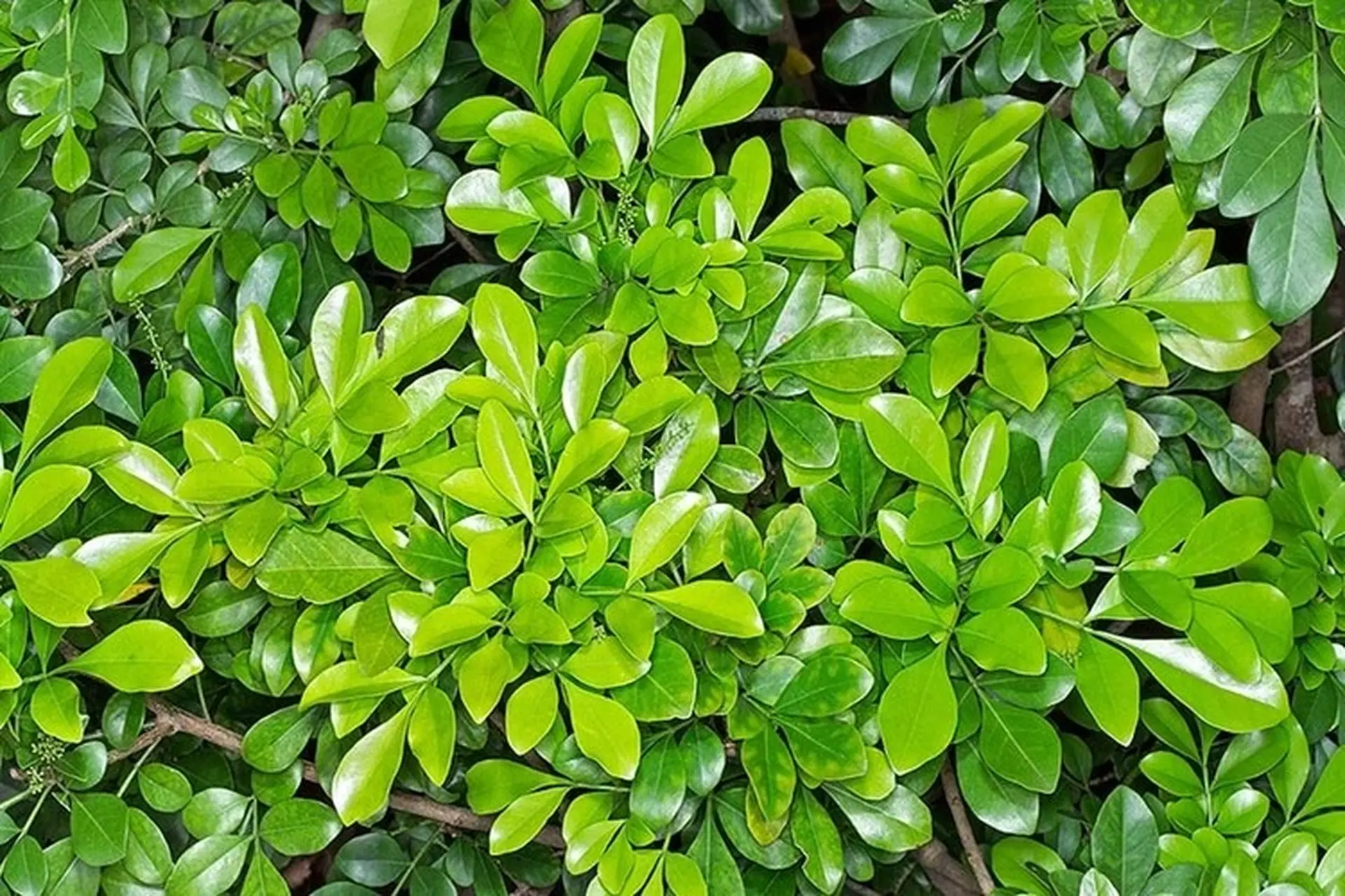 Khám phá cây ngâu: Vẻ đẹp dịu dàng và giá trị văn hóa, dược liệu truyền thống của người Việt