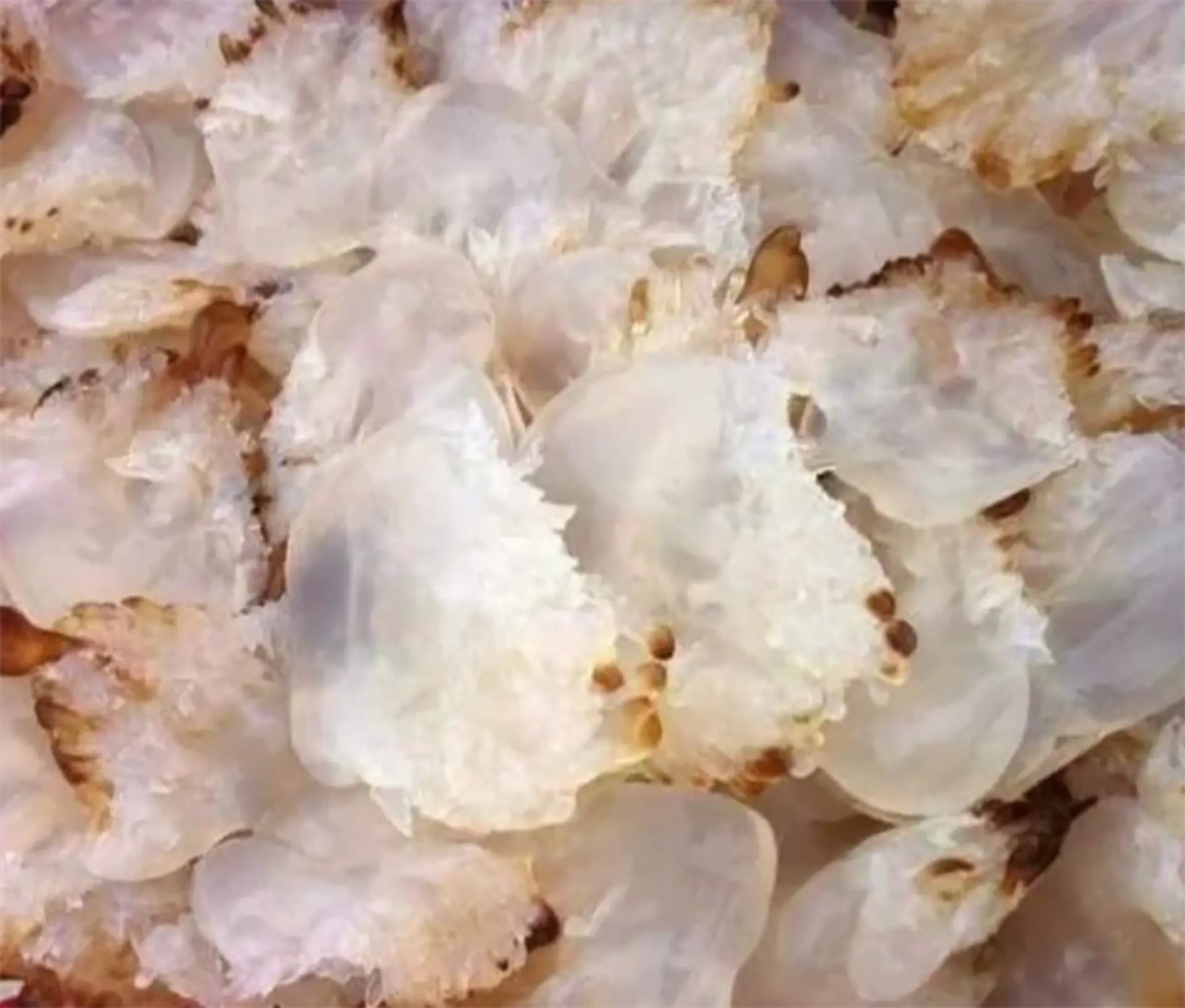 Chân sứa có ăn được không? Cách chọn, sơ chế và làm món chân sứa chấm mắm ruốc giòn ngon hấp dẫn