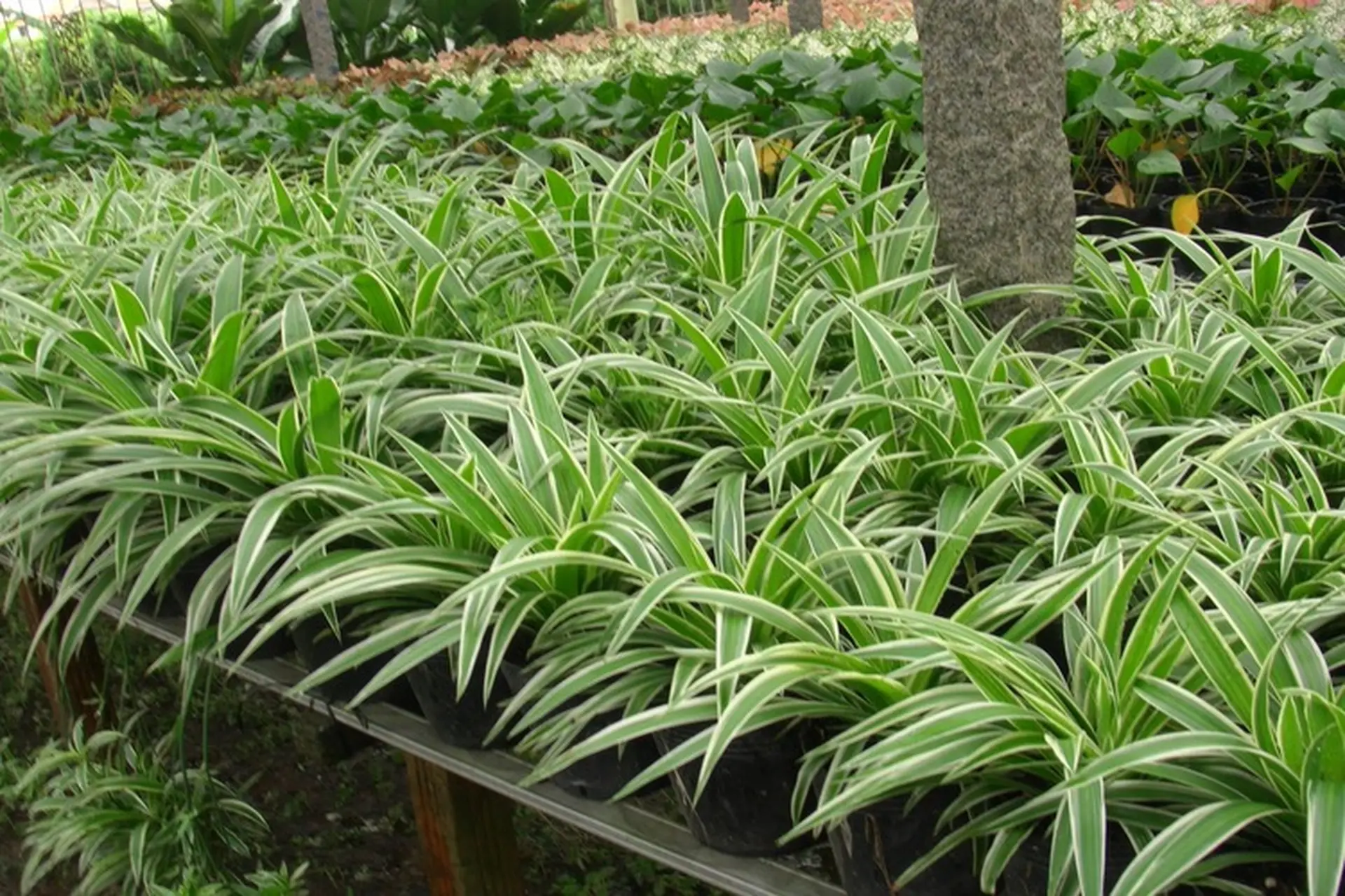 Cỏ lan chi: Loài cây cảnh thanh lọc không khí, biểu tượng của sự sinh sôi và an lành