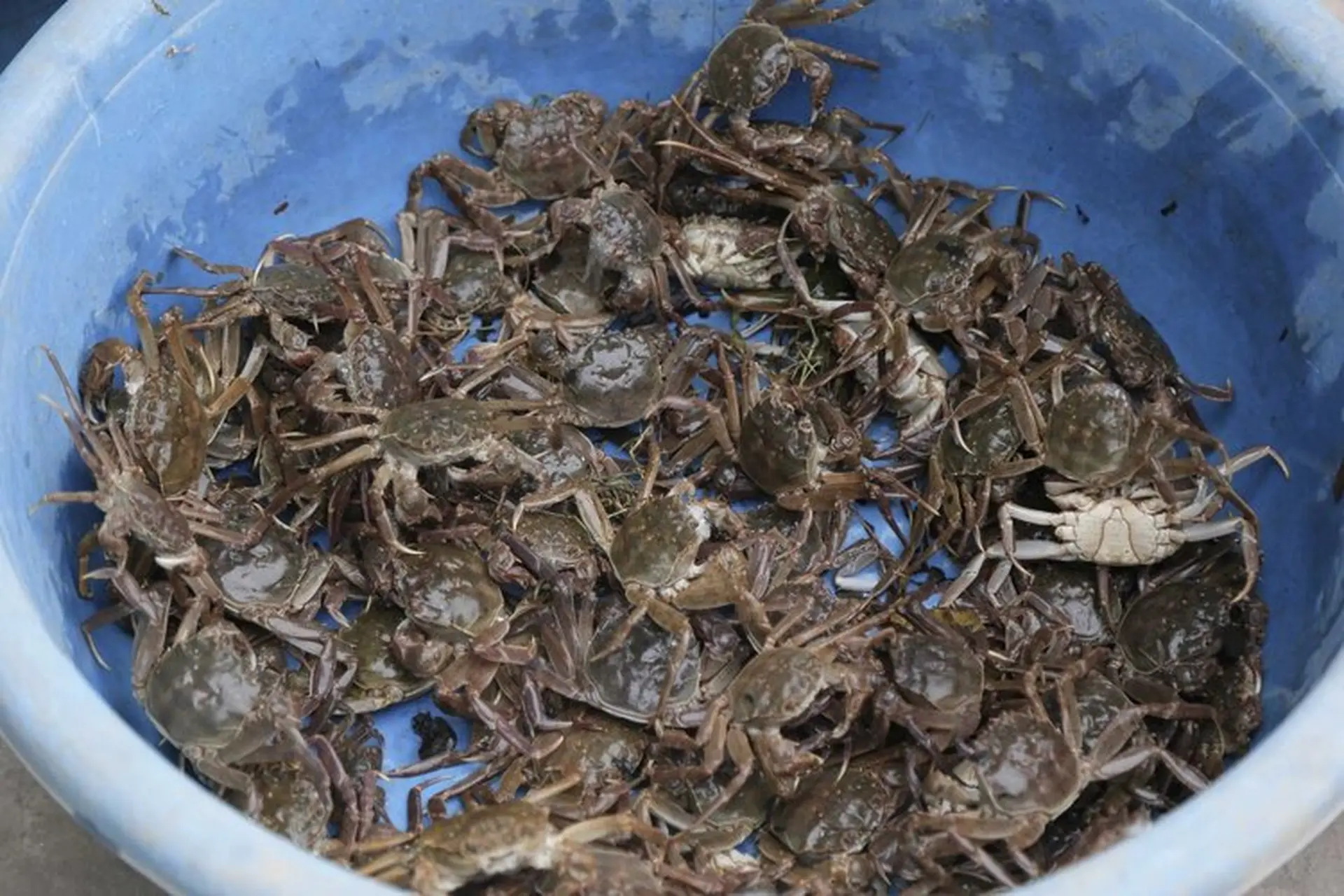 Con rạm là con gì, sống ở đâu? Những món ngon nổi tiếng không thể bỏ qua từ con rạm