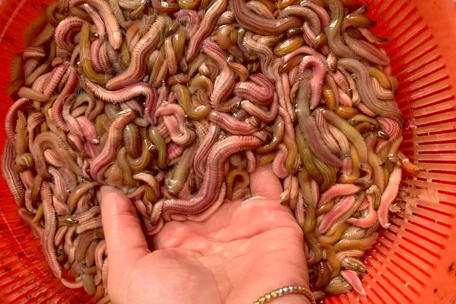 Con rươi là con gì? Khám phá loài đặc sản độc đáo được ví như “lộc trời ban”