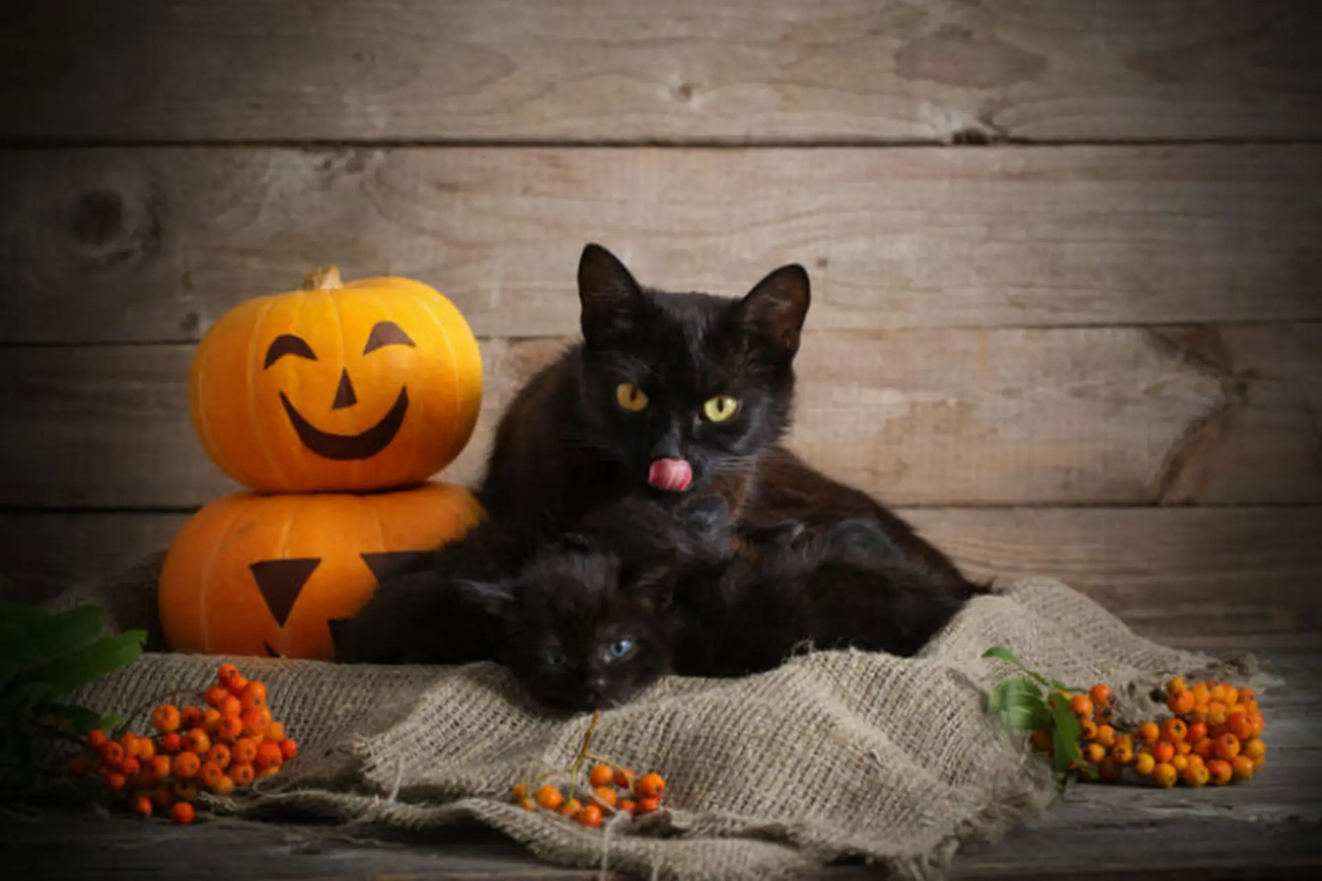 Giải đáp: Con vật nào thường được liên tưởng đến sự xui xẻo trong Halloween?