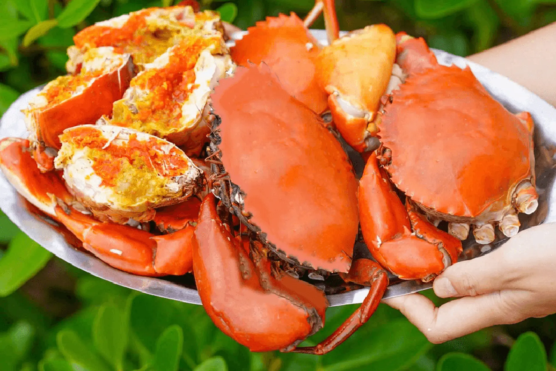 Cua gạch là gì? Bí quyết chọn mua và chế biến cua gạch ngon chuẩn như nhà hàng