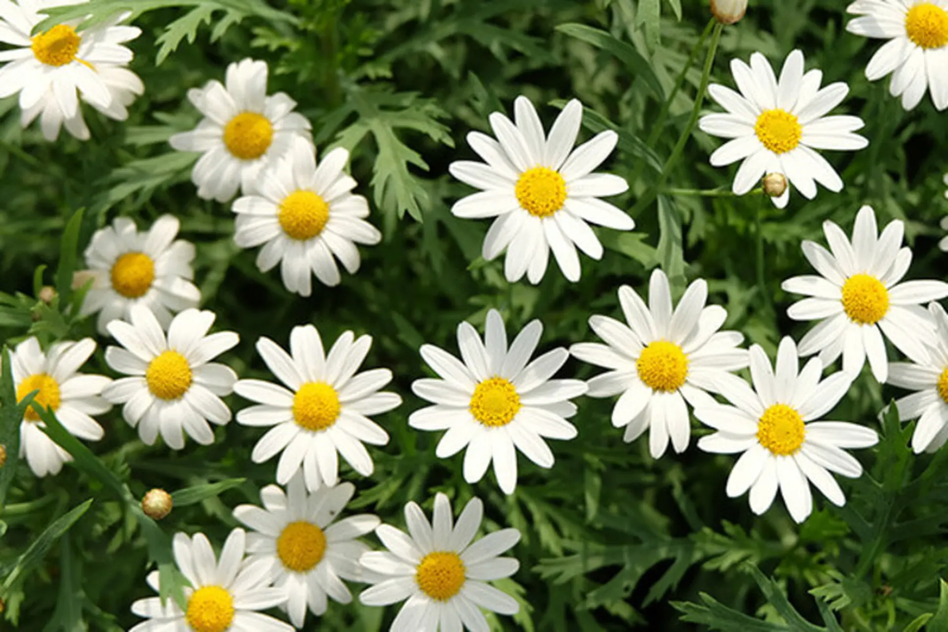 Cúc họa mi - Nguồn gốc, ý nghĩa, công dụng và hướng dẫn cách chăm sóc cúc