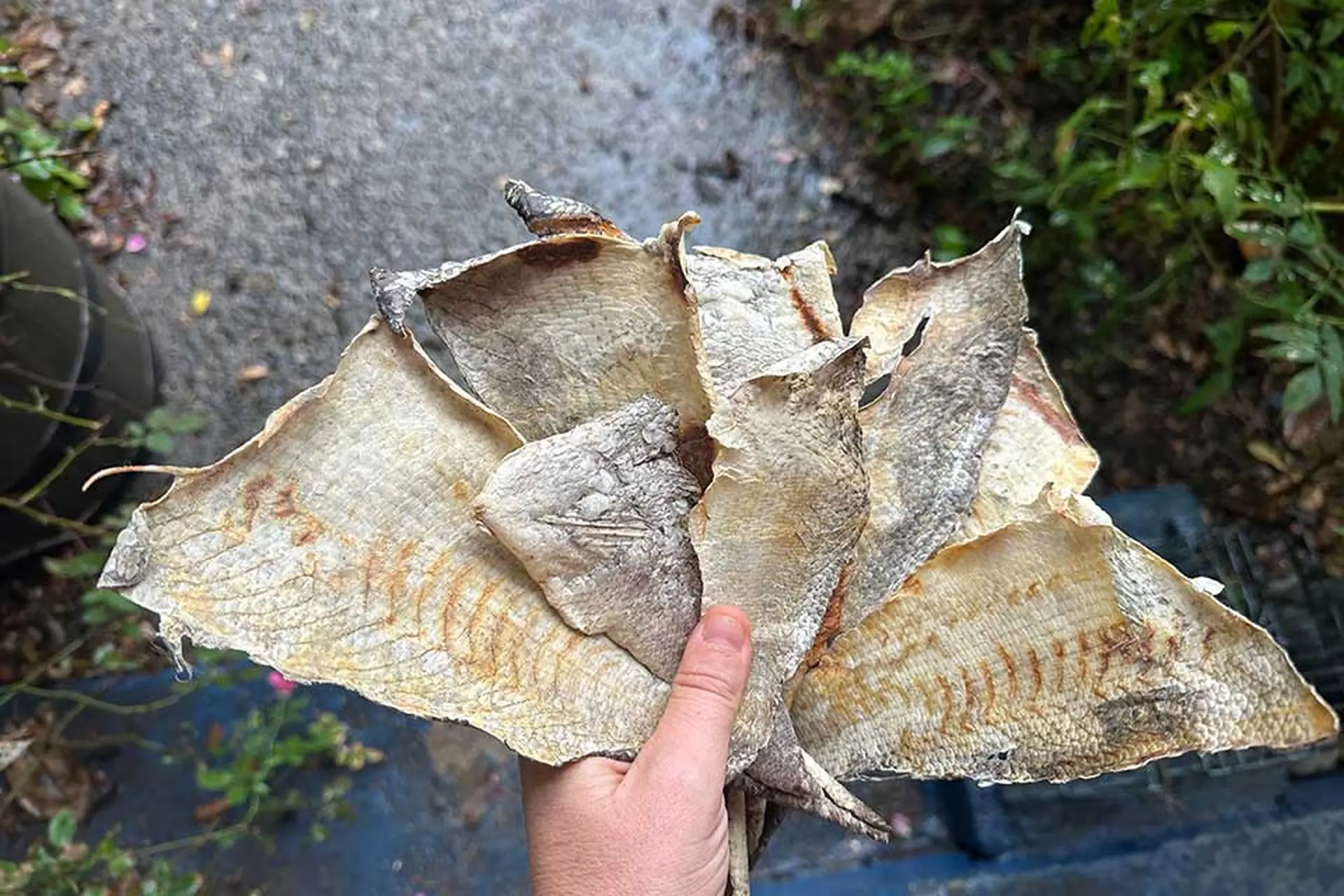 Da cá có thể làm gì? Ứng dụng tuyệt vời trong ẩm thực, làm đẹp và công nghiệp