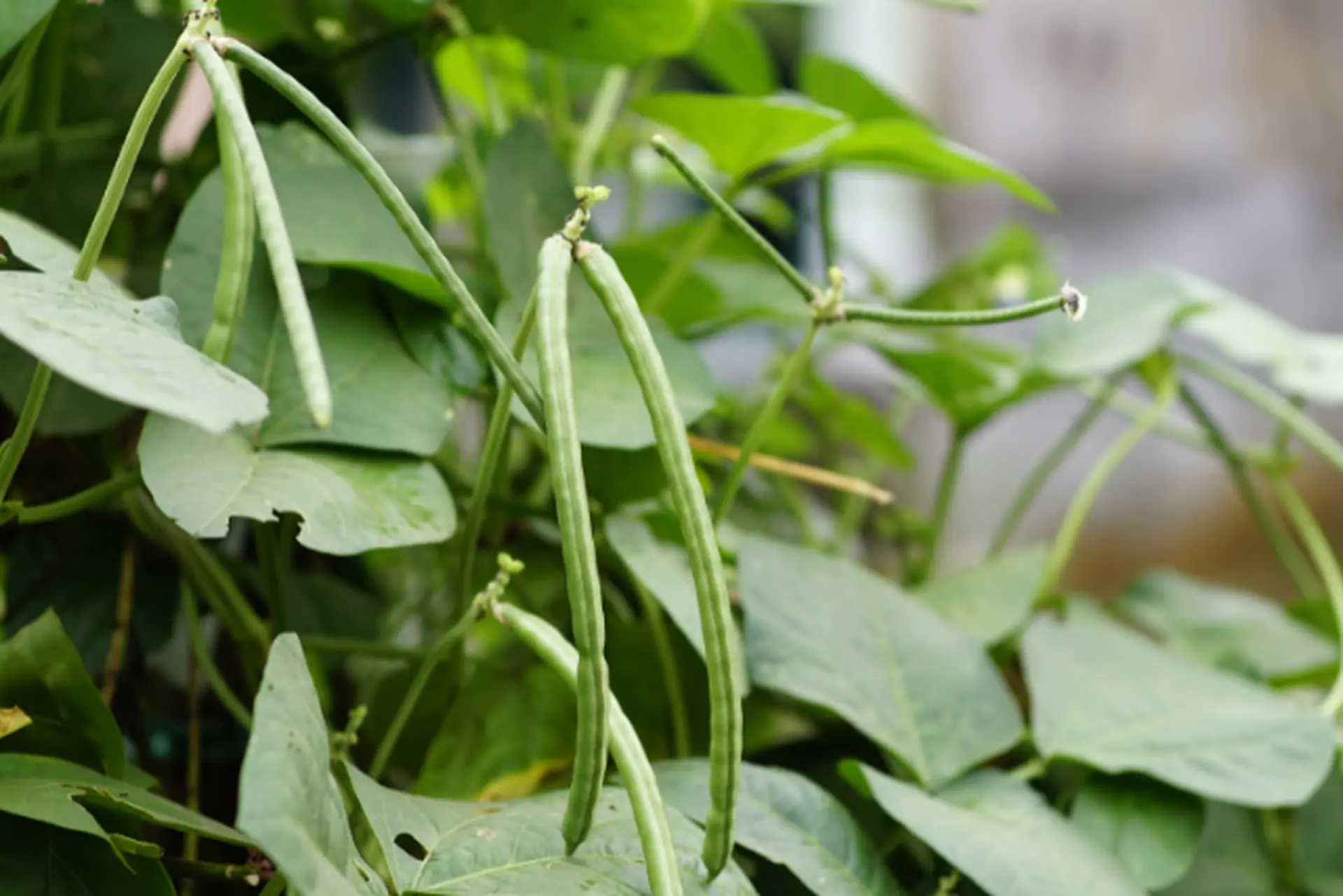 Đậu đũa và những món ngon bất ngờ cùng cách chế biến đơn giản hấp dẫn ngay tại nhà