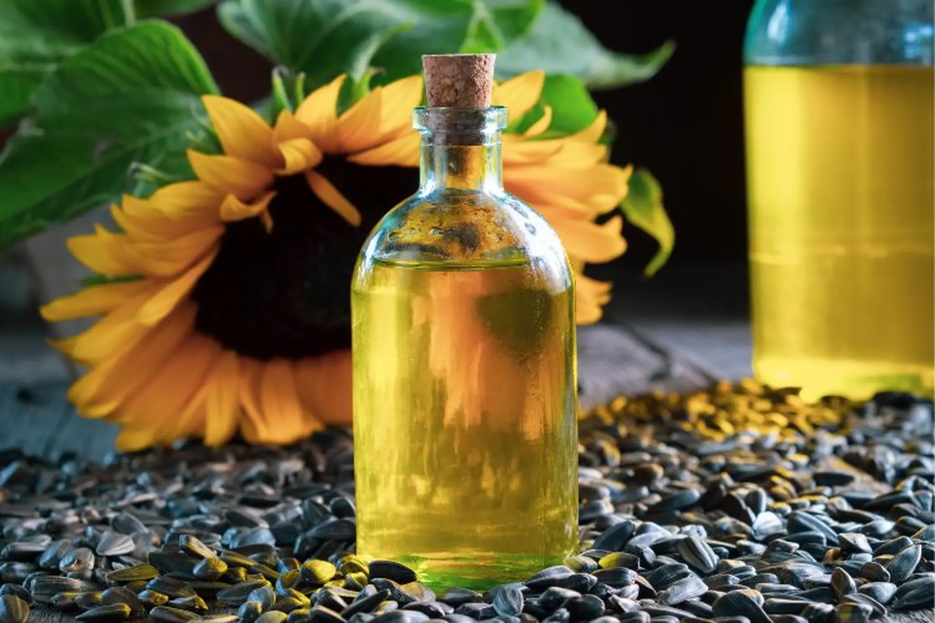 Dầu hướng dương là gì? Những lợi ích sức khỏe mà dầu hướng dương mang lại cho người sử dụng