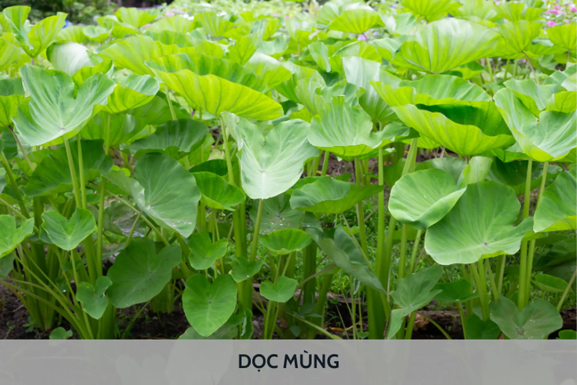 Dọc mùng là gì? Tìm hiểu tác dụng và những điều cần biết khi chế biến dọc mùng