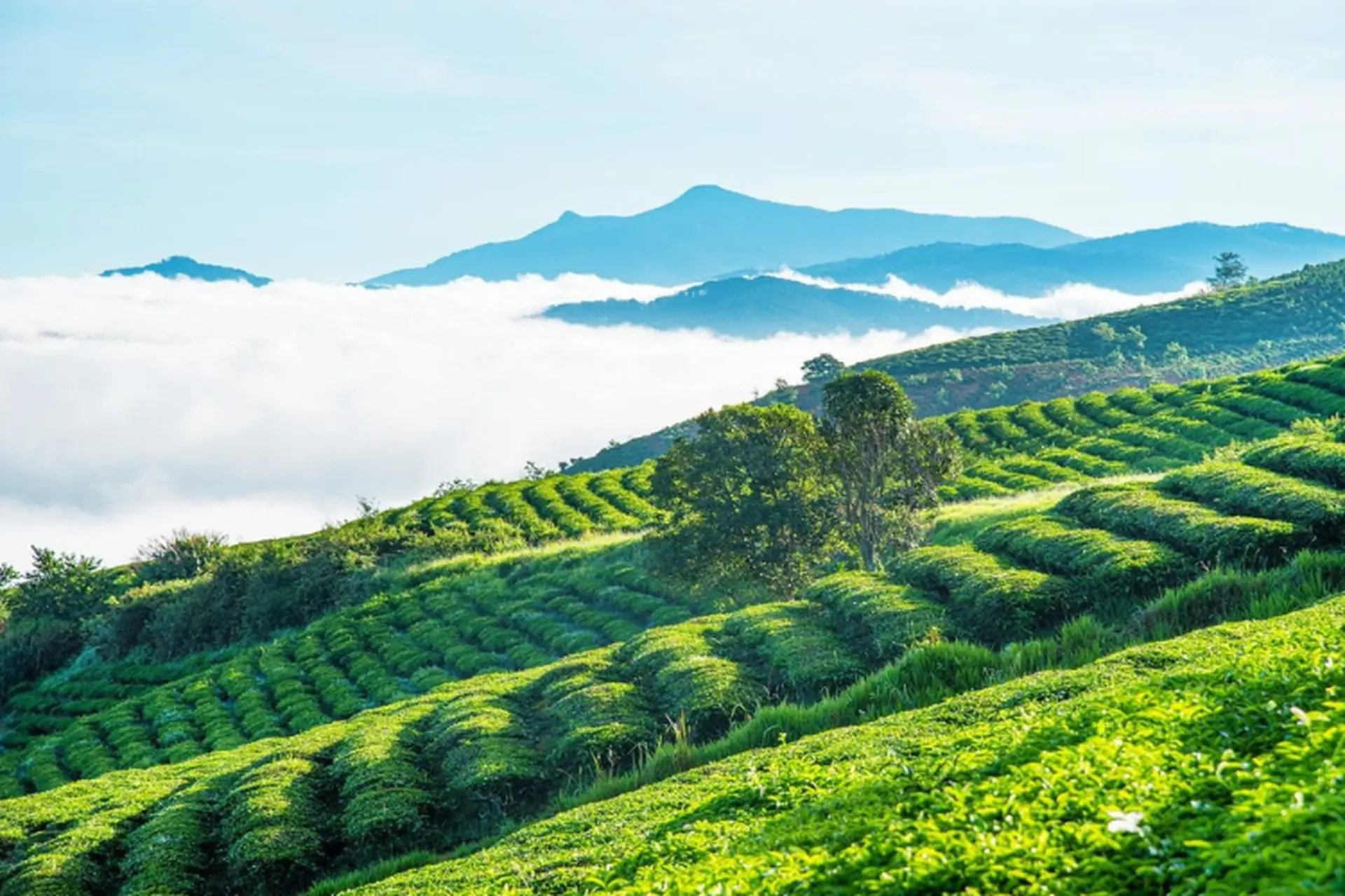 Kinh nghiệm du lịch đồi chè Cầu Đất: Hướng dẫn đường đi và thời điểm đẹp nhất