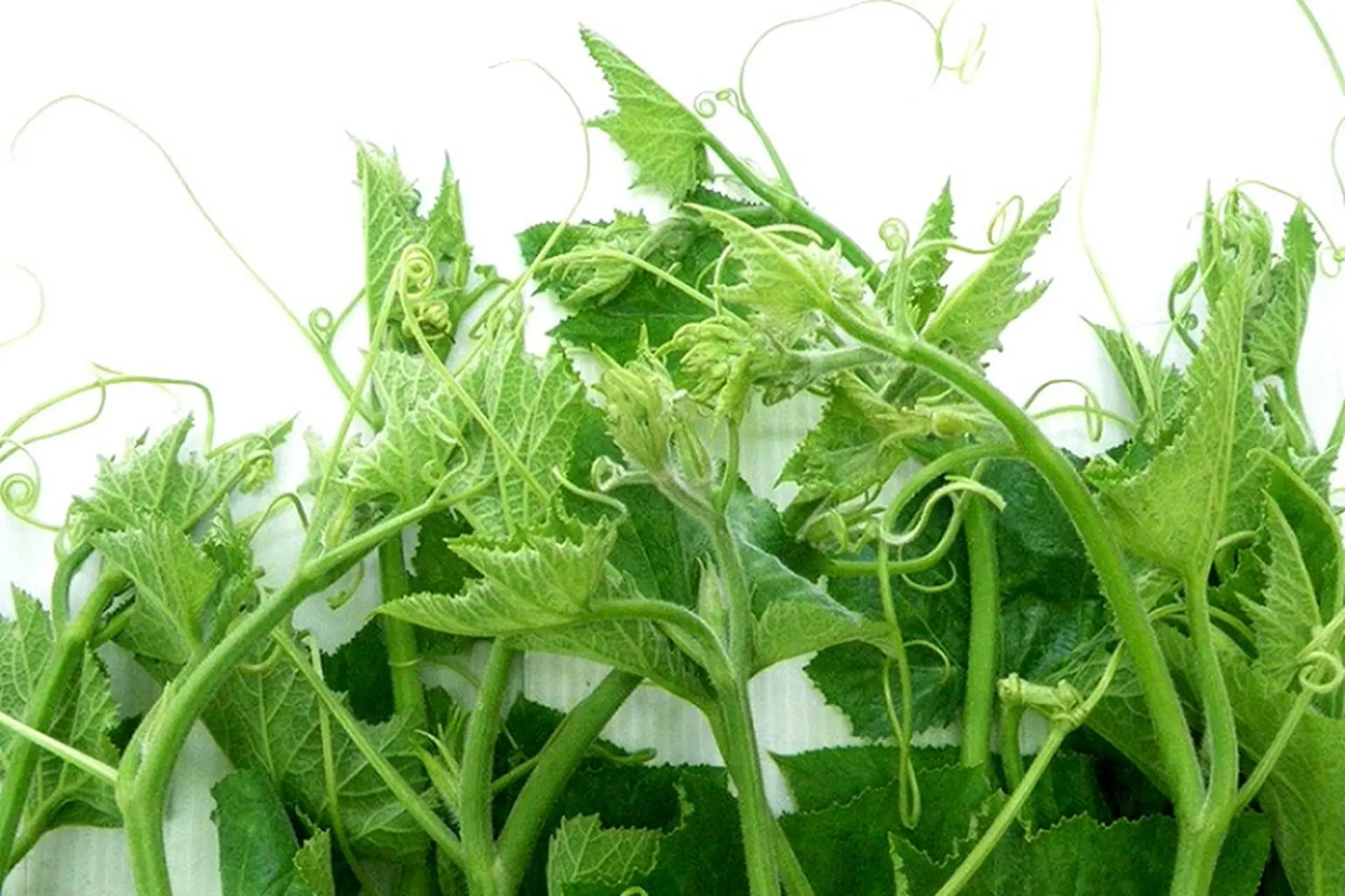 Đọt bí là gì? Tổng hợp TOP 5 món ngon không thể bỏ qua được chế biến từ đọt bí