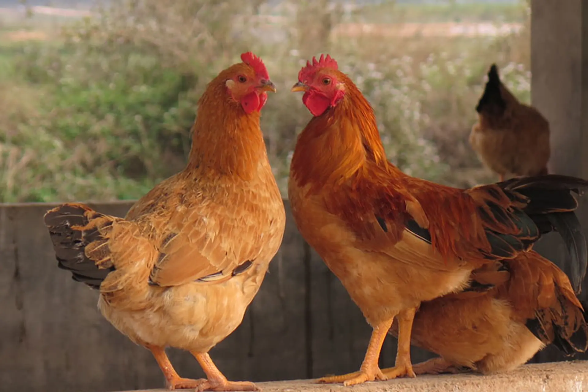 Gà Tam Hoàng – Gà ta lai tạo tối ưu cho chất lượng thịt