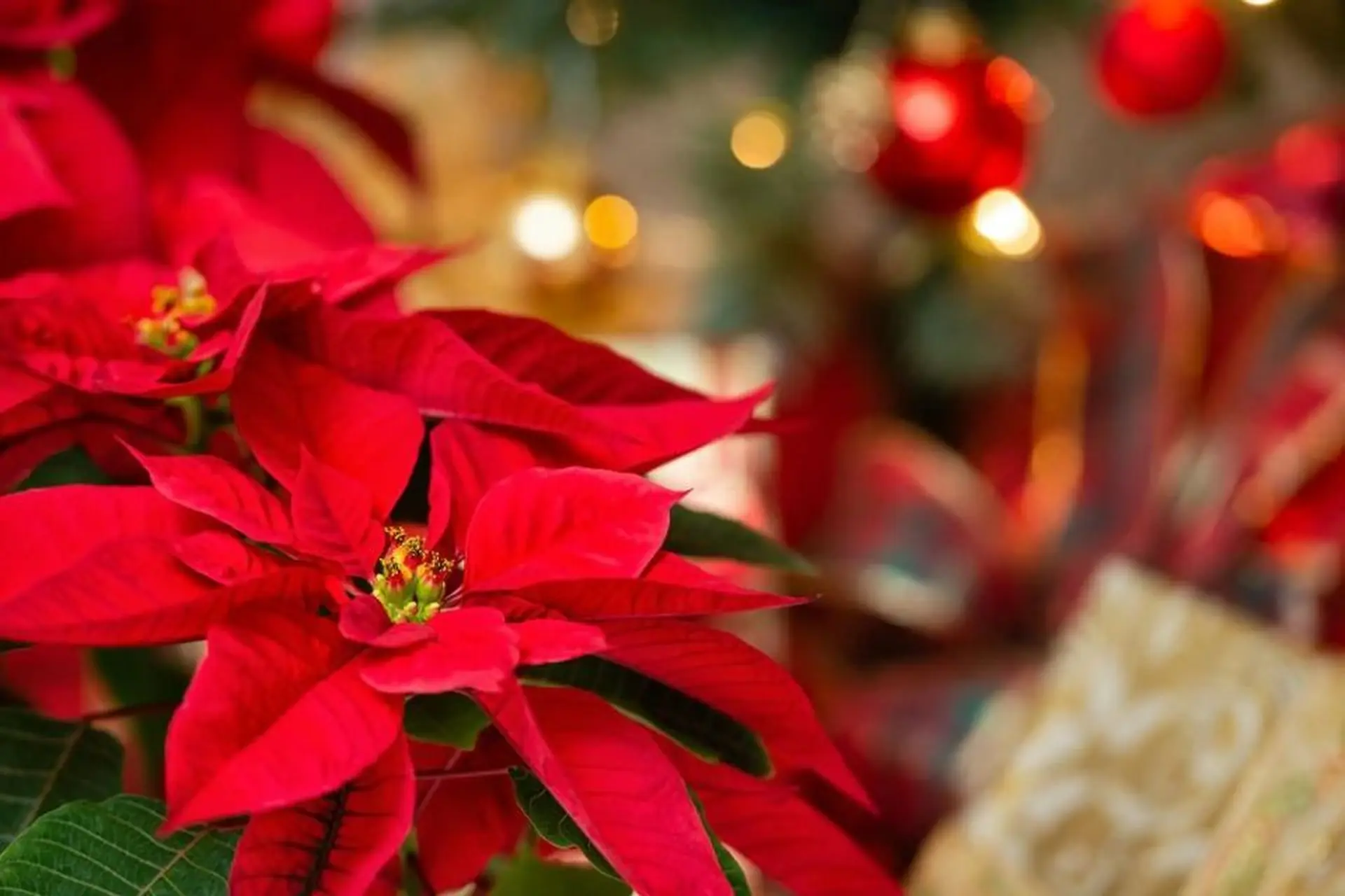 Giáng sinh tặng hoa gì? Gợi ý 10+ loài hoa đẹp và ý nghĩa nên tặng vào dịp Noel 2025