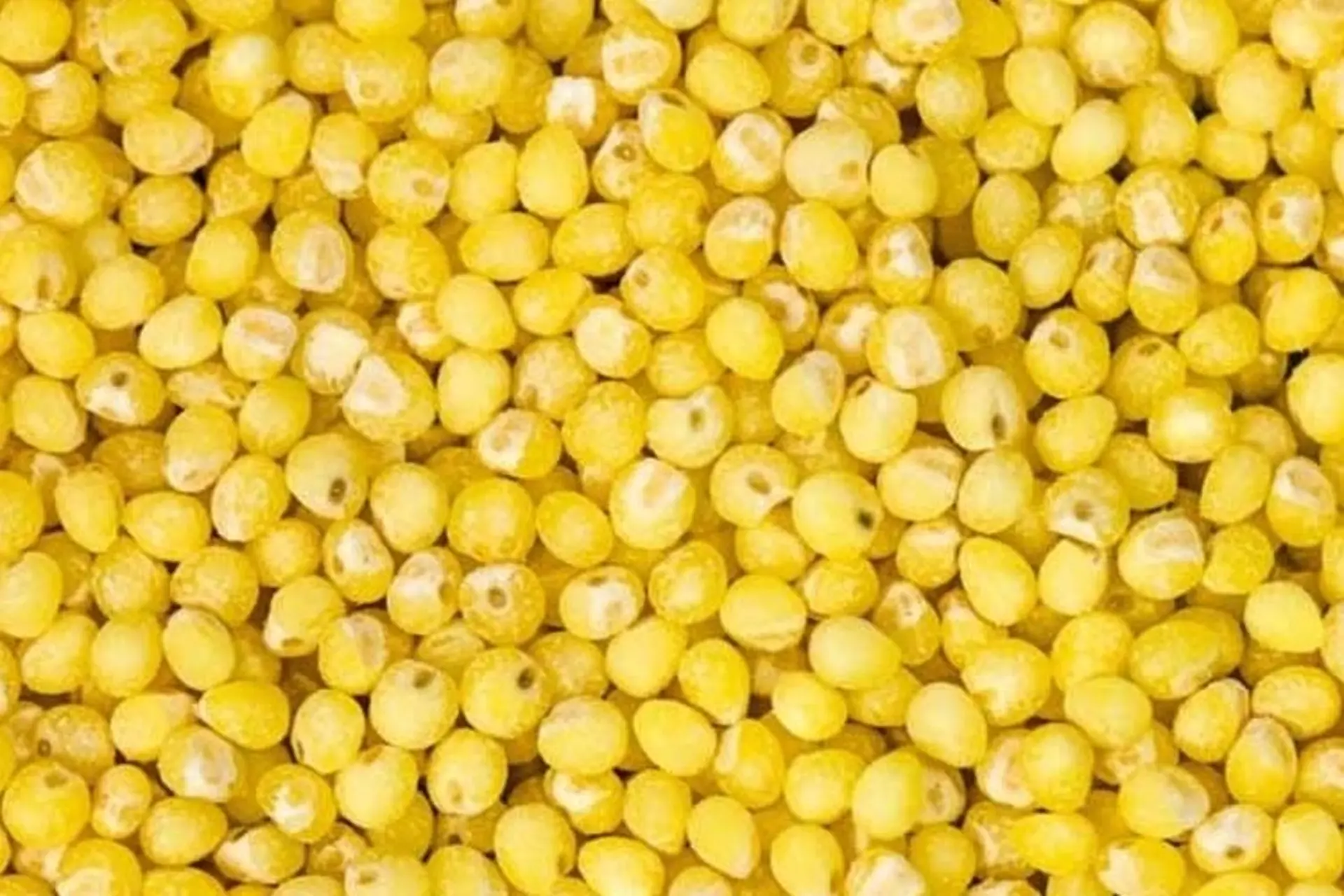 Hạt kê là gì? Giá trị dinh dưỡng, lợi ích và những điều cần lưu ý khi sử dụng