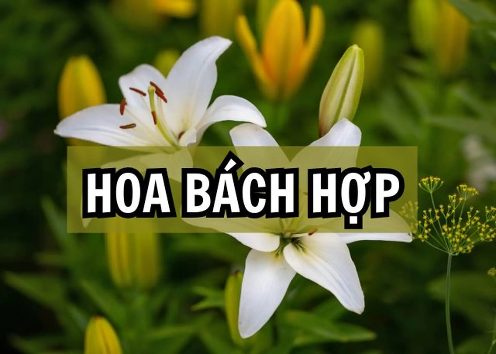 Hoa bách hợp: Ý nghĩa phong thủy, nguồn gốc, cách trồng và ứng dụng trong đời sống
