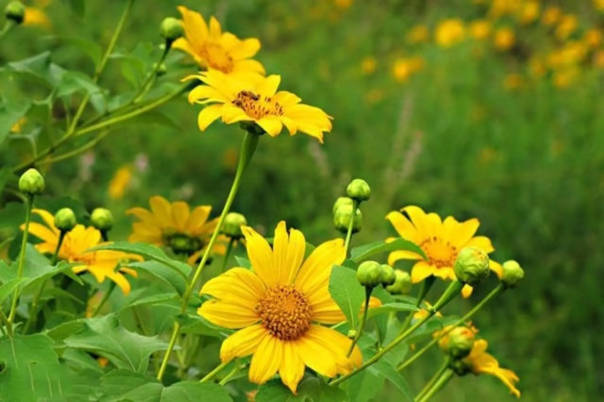 Hoa dã quỳ nở rộ giữa đại ngàn: Vẻ đẹp mộc mạc, rực rỡ và ý nghĩa sâu sắc của loài hoa dại