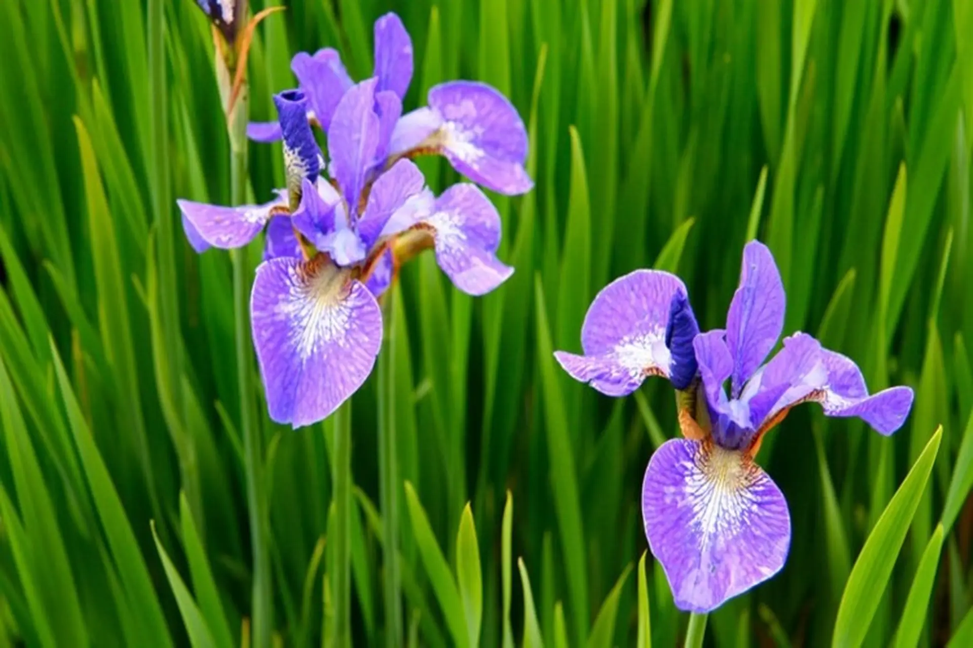 Kh&aacute;m ph&aacute; vẻ đẹp thần thoại của hoa di&ecirc;n vĩ: &Yacute; nghĩa, c&aacute;ch trồng v&agrave; ứng