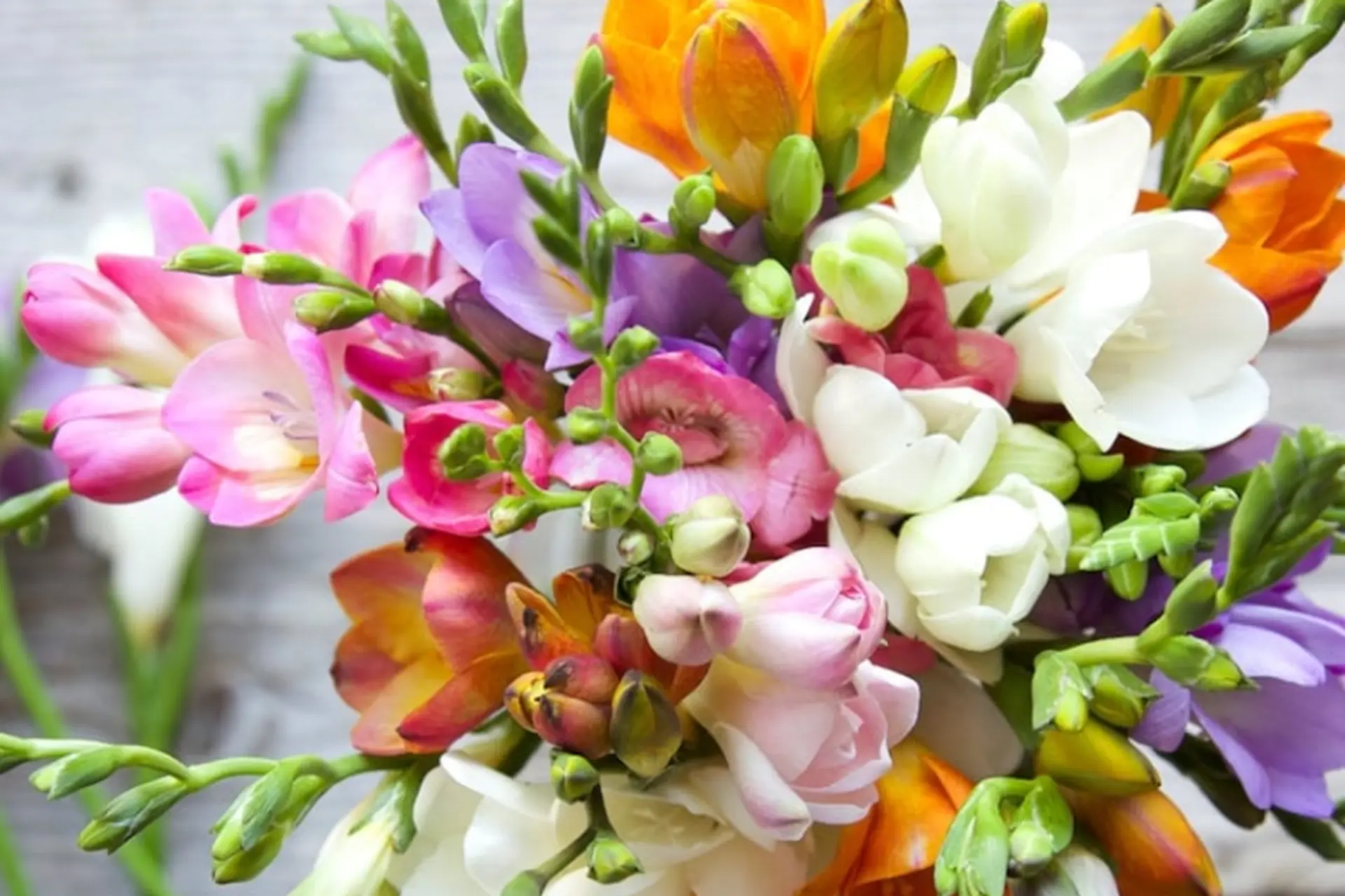 Hoa Freesia là gì? Khám phá vẻ đẹp đặc trưng và ý nghĩa của loài hoa lan Nam Phi
