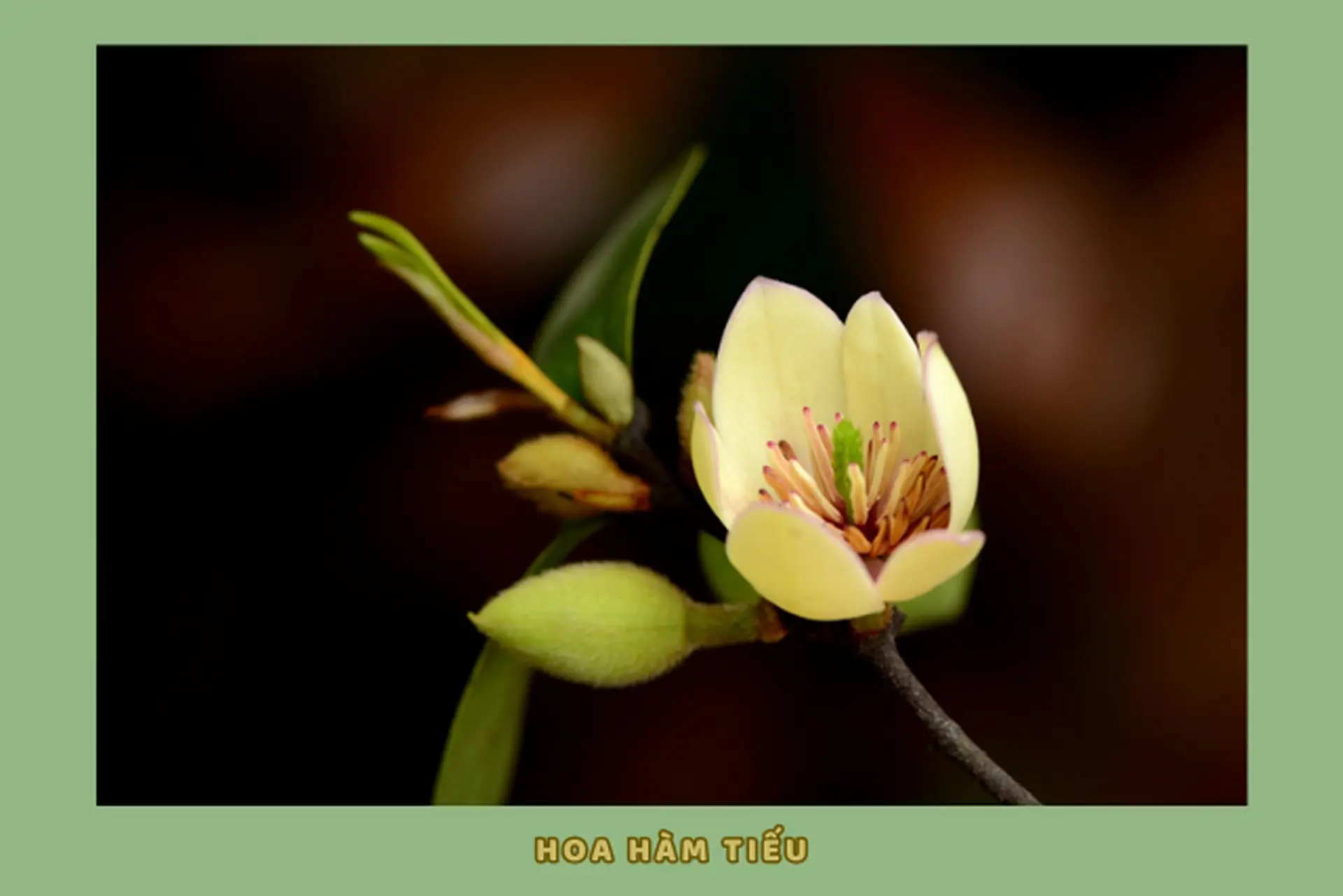 Hoa hàm tiếu loài hoa mang hương sắc ngọt ngào và những câu chuyện thú vị ít ai biết