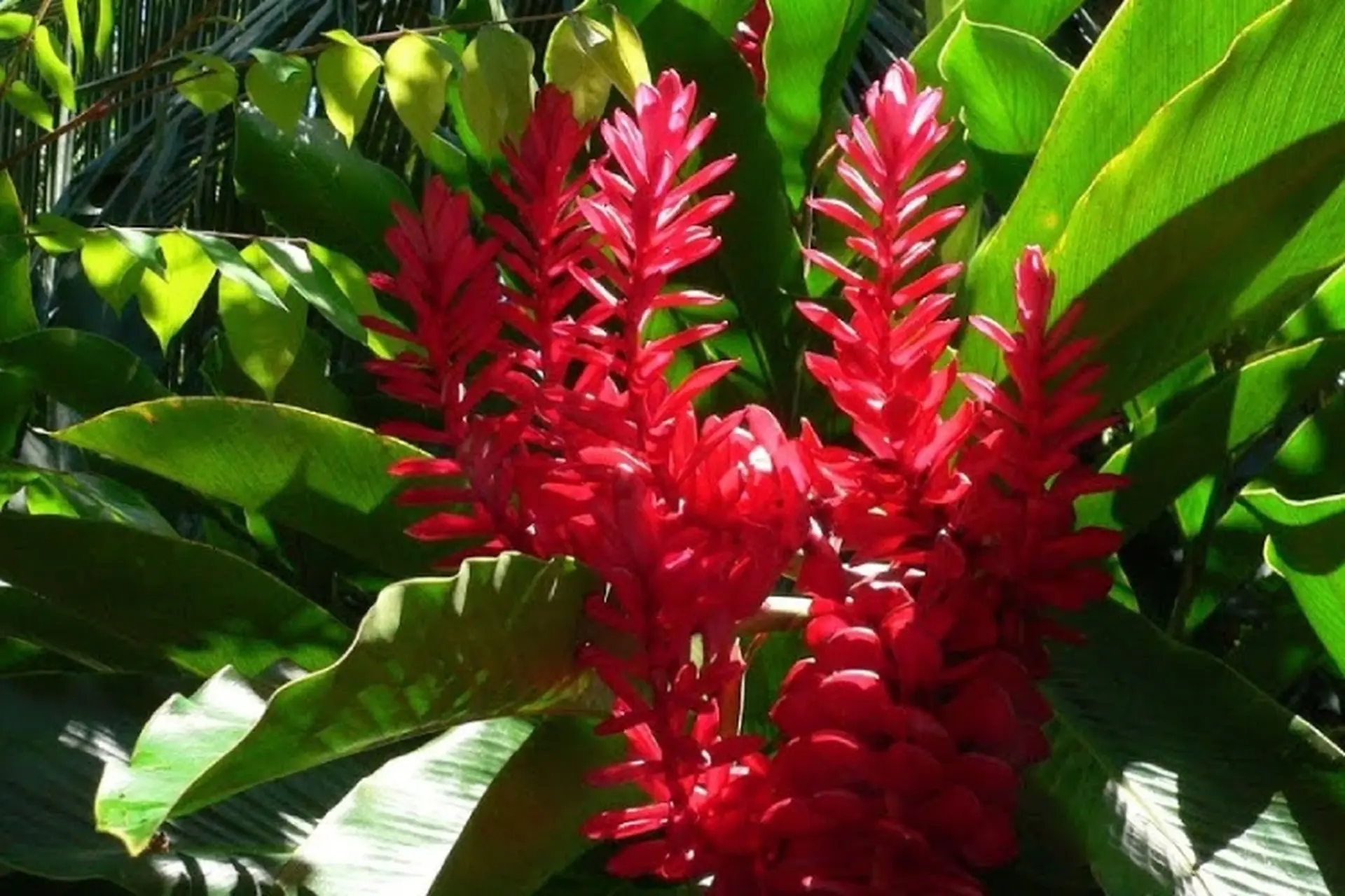 Hoa hạnh phúc là gì? Đặc điểm và ý nghĩa của hoa hạnh phúc