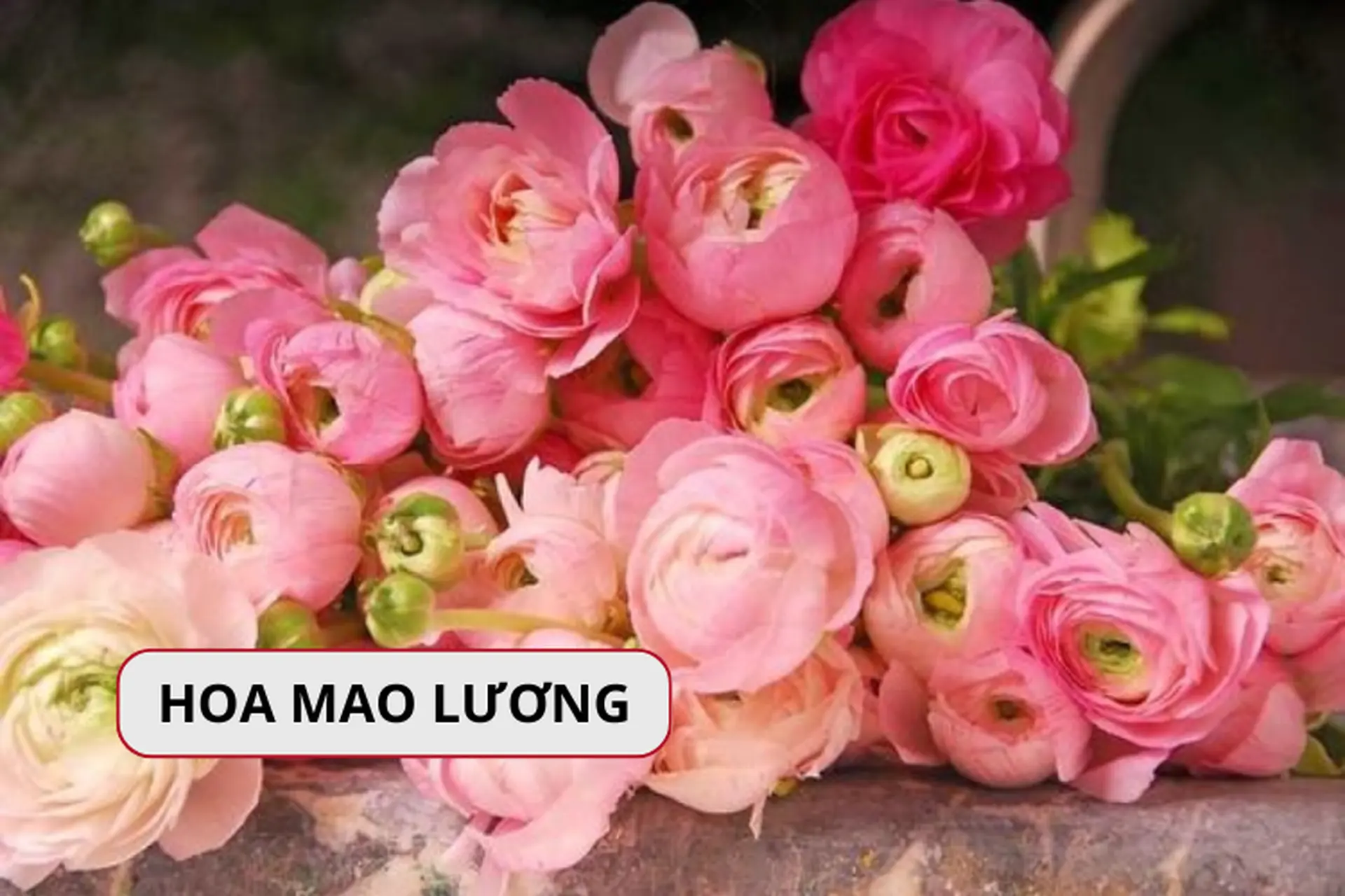 Tìm hiểu hoa mao lương là hoa gì? Ý nghĩa và cách trồng hoa mao lương tại nhà 