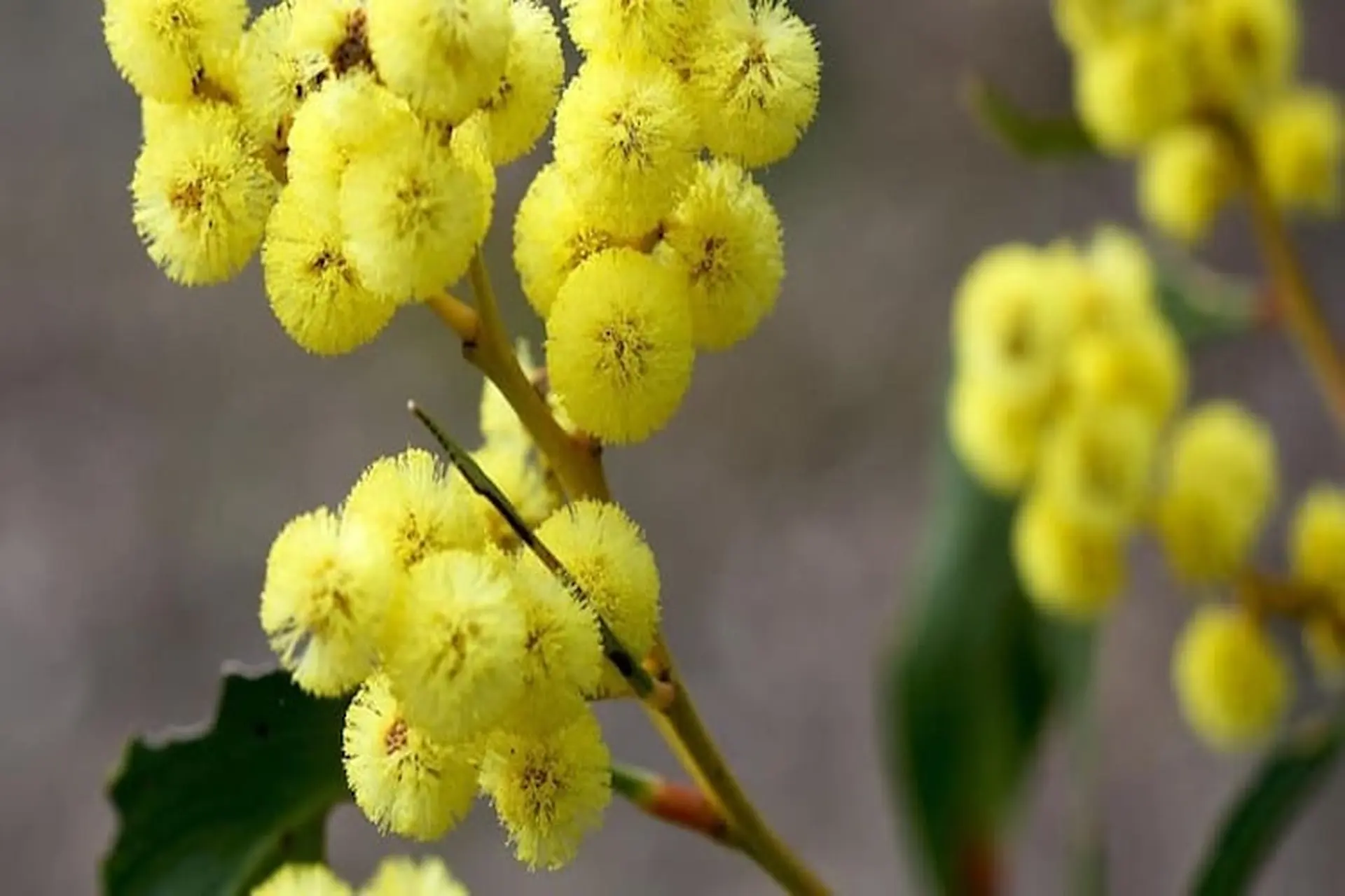 Tìm hiểu về hoa mimosa: Đặc điểm, ý nghĩa và ứng dụng trong đời sống