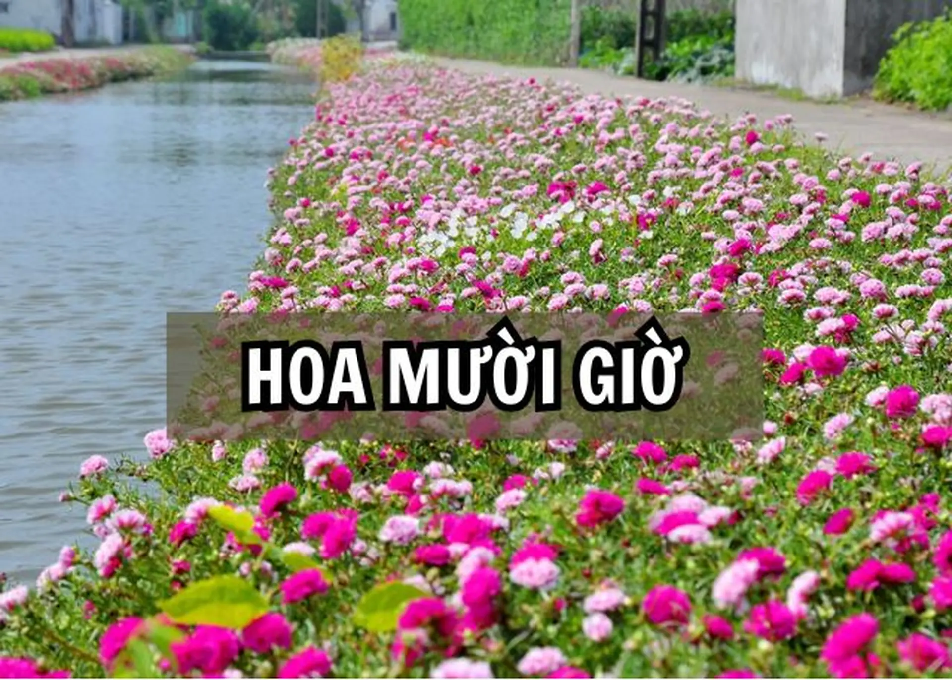 Hoa mười giờ: Nguồn gốc, đặc điểm sinh học, ý nghĩa và cách trồng, chăm sóc hiệu quả