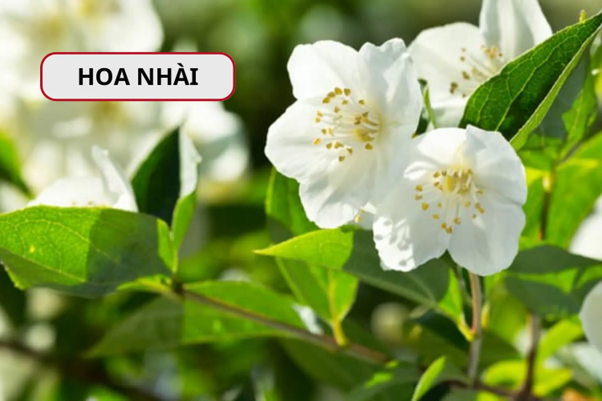 Khám phá hoa nhài là hoa gì? Đặc điểm, ý nghĩa và công dụng nổi bật của hoa nhài 