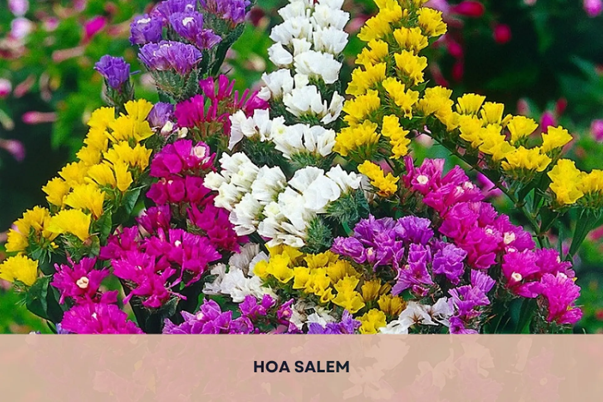 Hoa Salem là hoa gì? Khám phá ý nghĩa, cách chăm sóc, cách trồng hoa Salem tại nhà