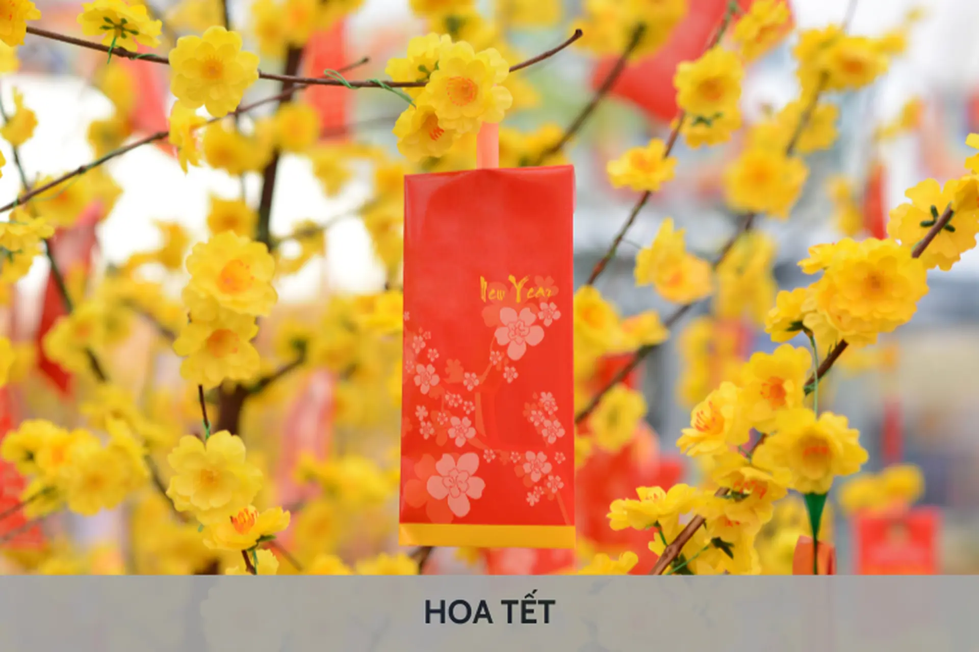 Khám phá 10 loại hoa Tết đẹp mắt, mang ý nghĩa may mắn và tài lộc cho năm mới