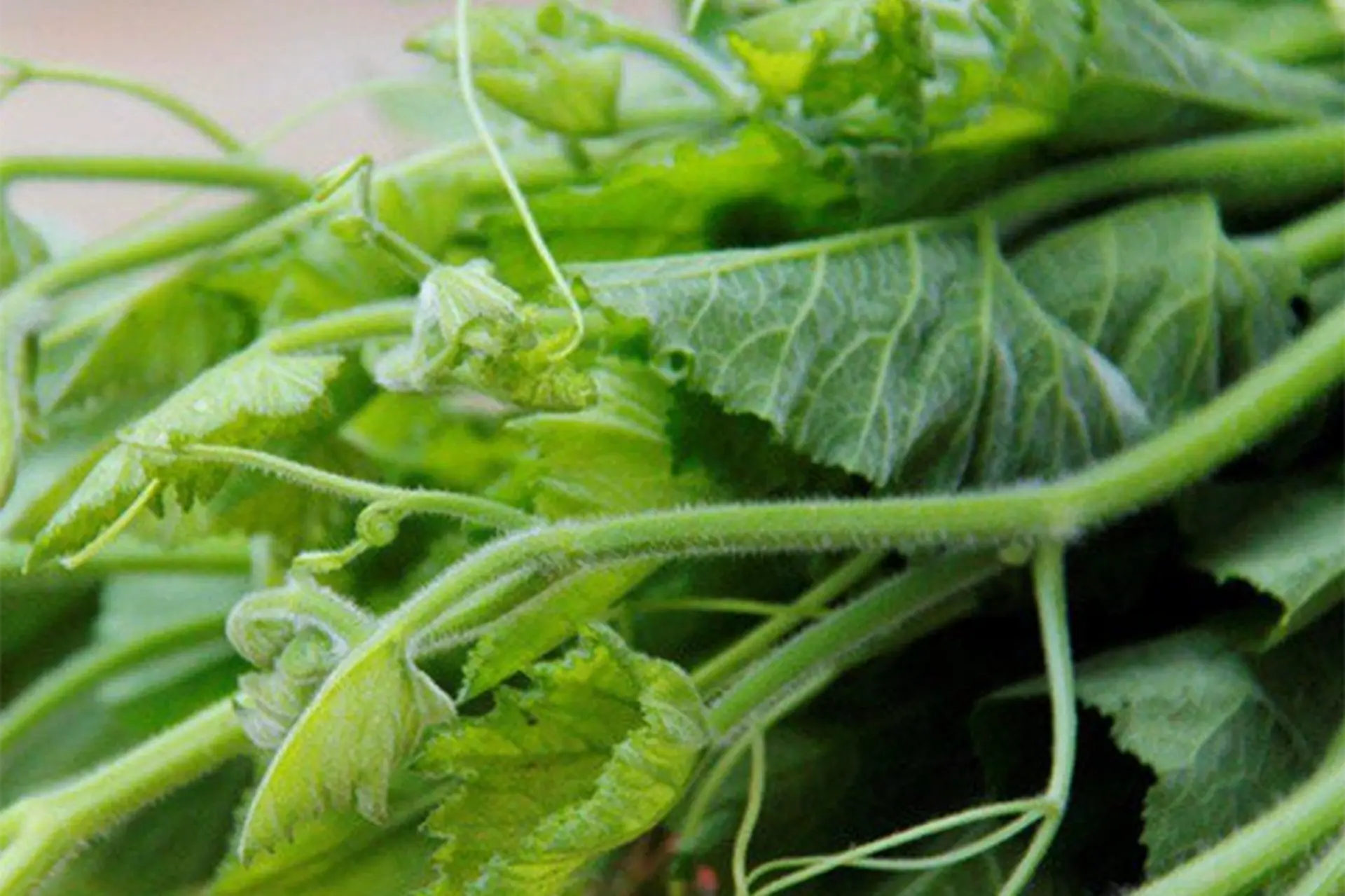 Khám phá rau bí: Loại rau dân dã, bổ dưỡng với nhiều công dụng tuyệt vời cho sức khỏe và làn da