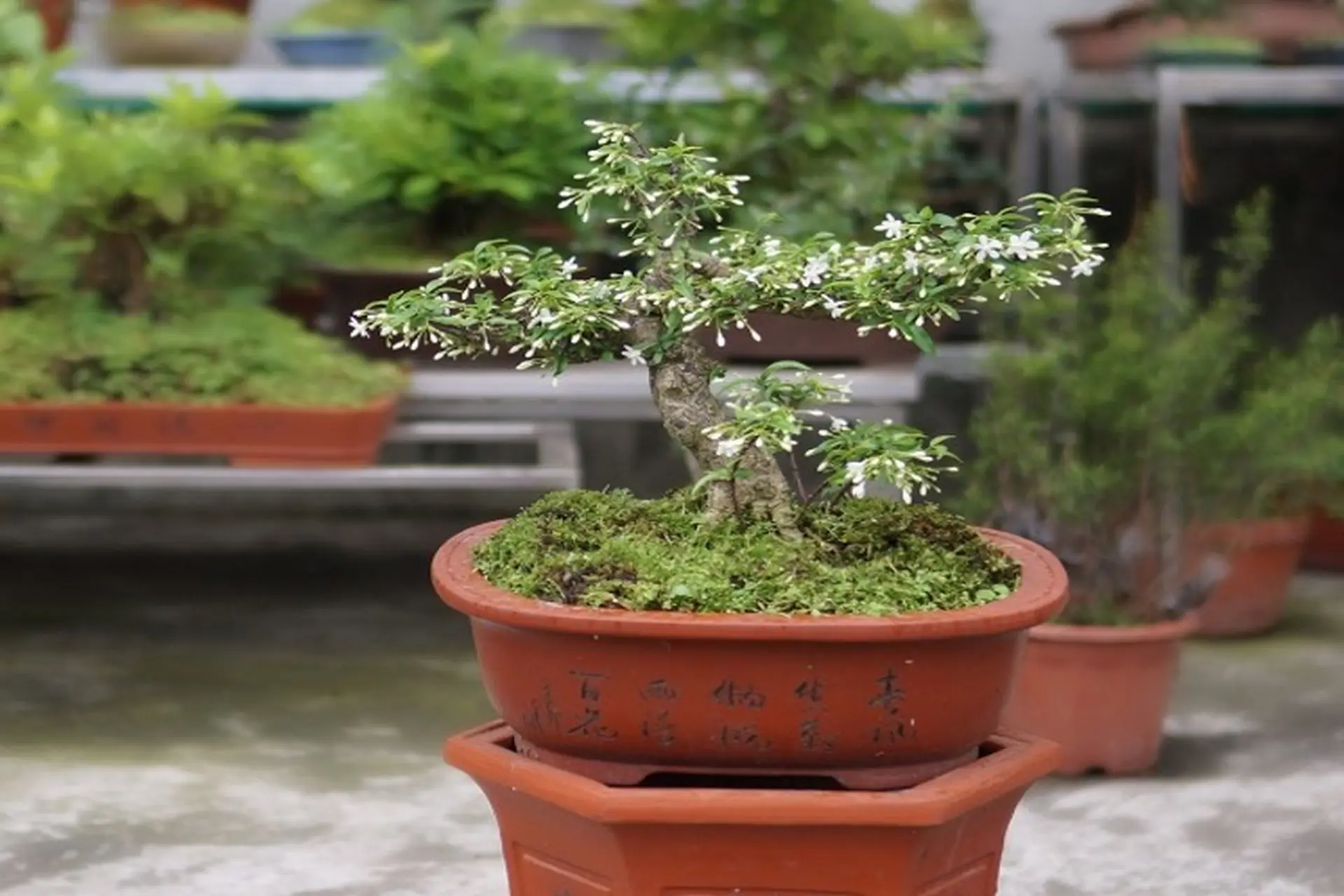 Mai chiếu thủy - Ý nghĩa, công dụng và cách chăm sóc mai chiếu thủy tại nhà