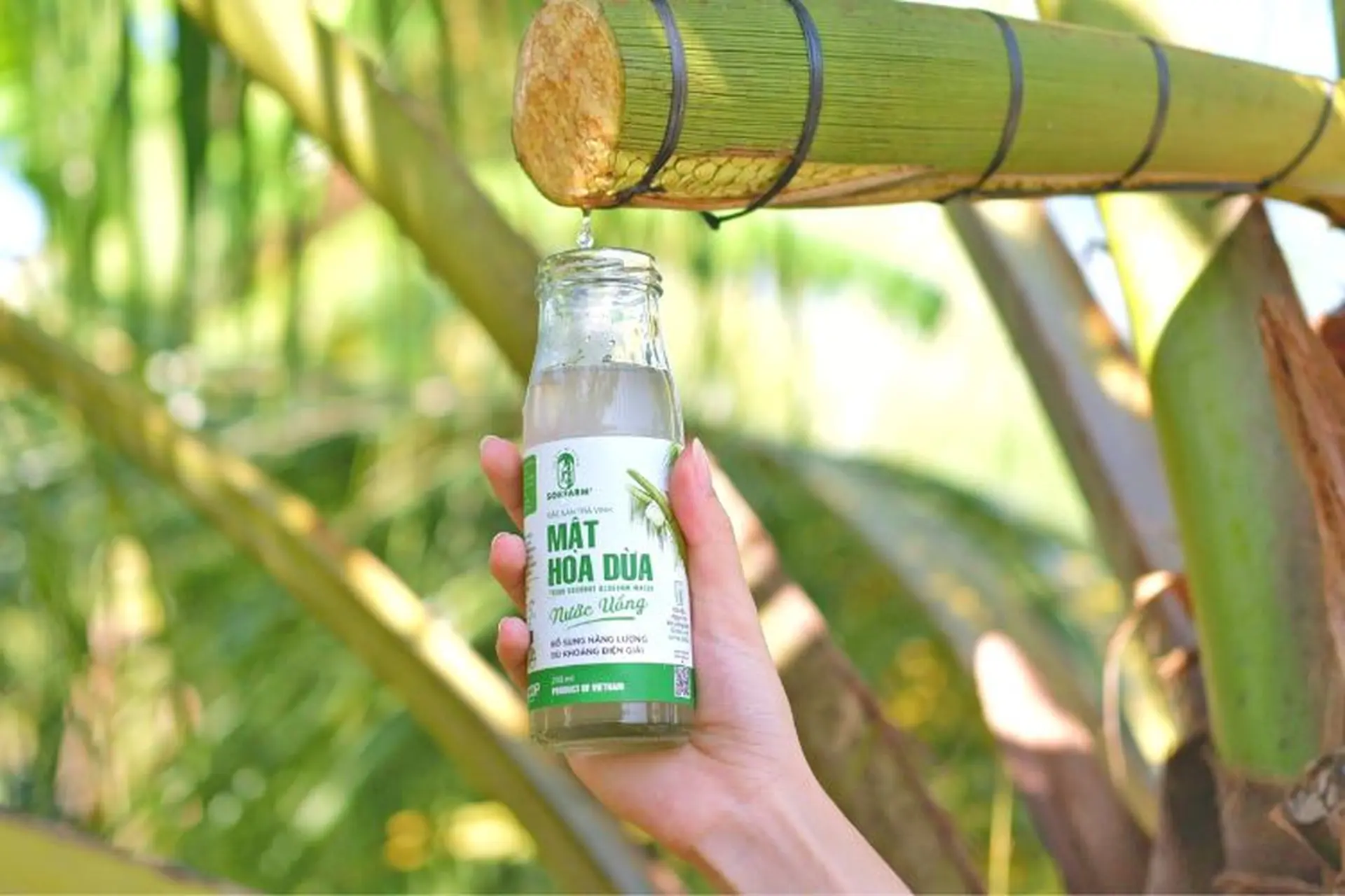 Mật hoa dừa là gì? Khám phá những công dụng nổi bật của mật hoa dừa có thể bạn chưa biết