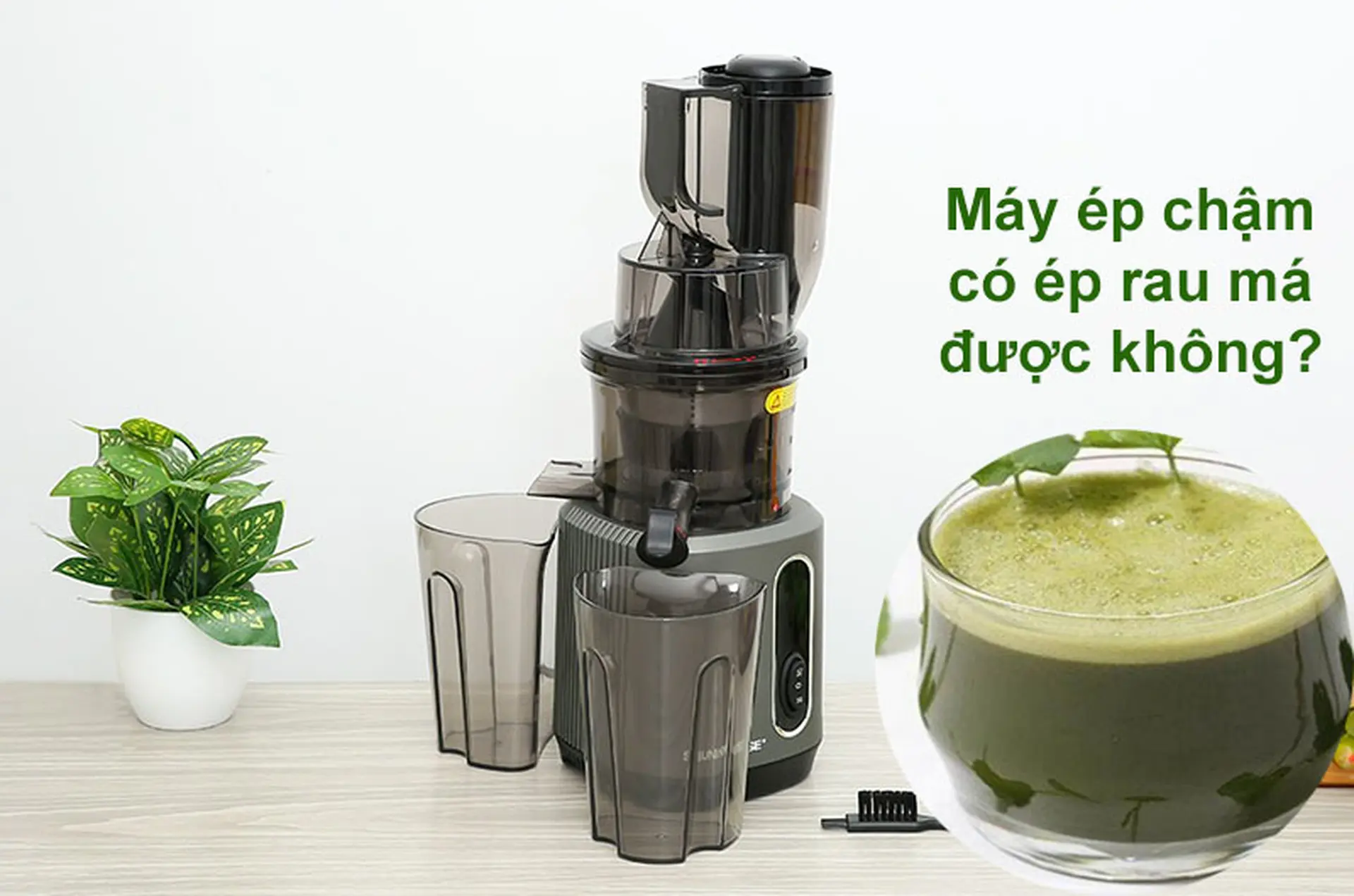 Máy ép chậm có ép rau má được không? Hướng dẫn chi tiết cách thực hiện để bảo toàn dưỡng chất trong rau má