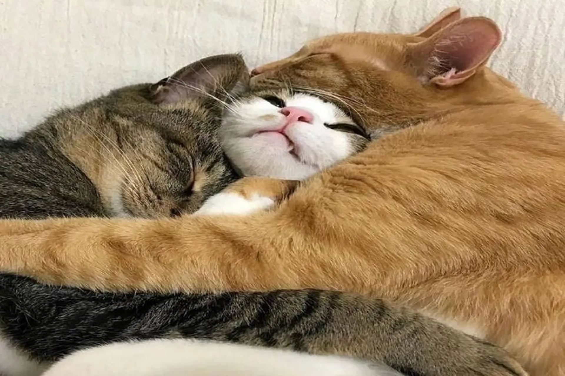 Xem ngay các mẫu meme an ủi ấn tượng, thú vị để bạn tha hồ tương tác, nhắn tin cùng bạn bè
