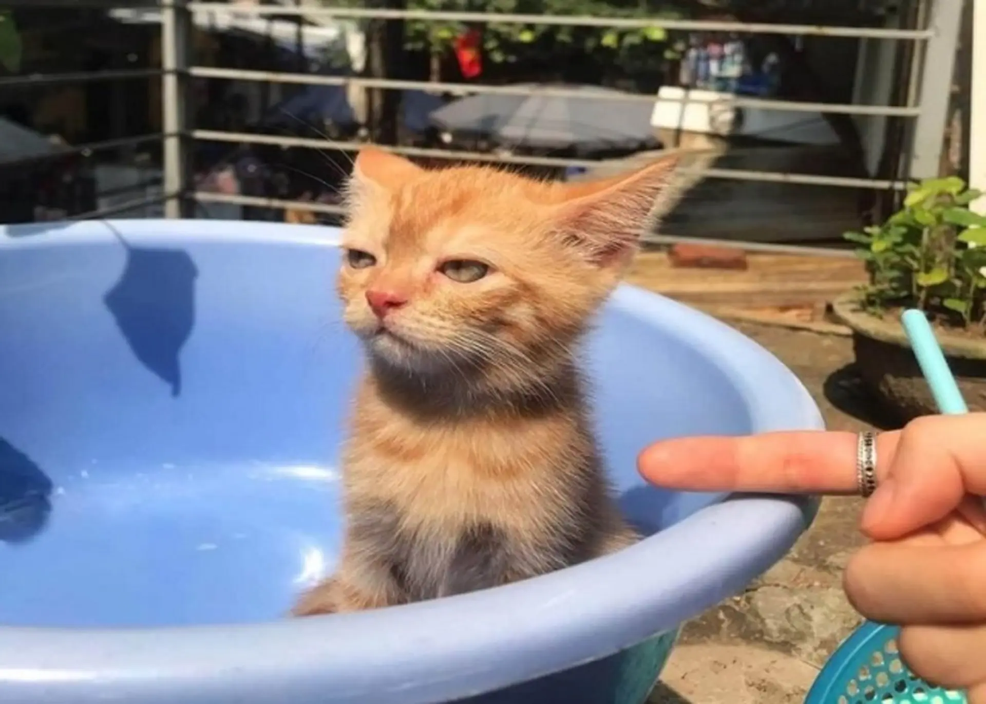 Tổng hợp các ảnh meme dỗi dễ thương, hài hước và vui nhộn để chia sẻ với bạn bè