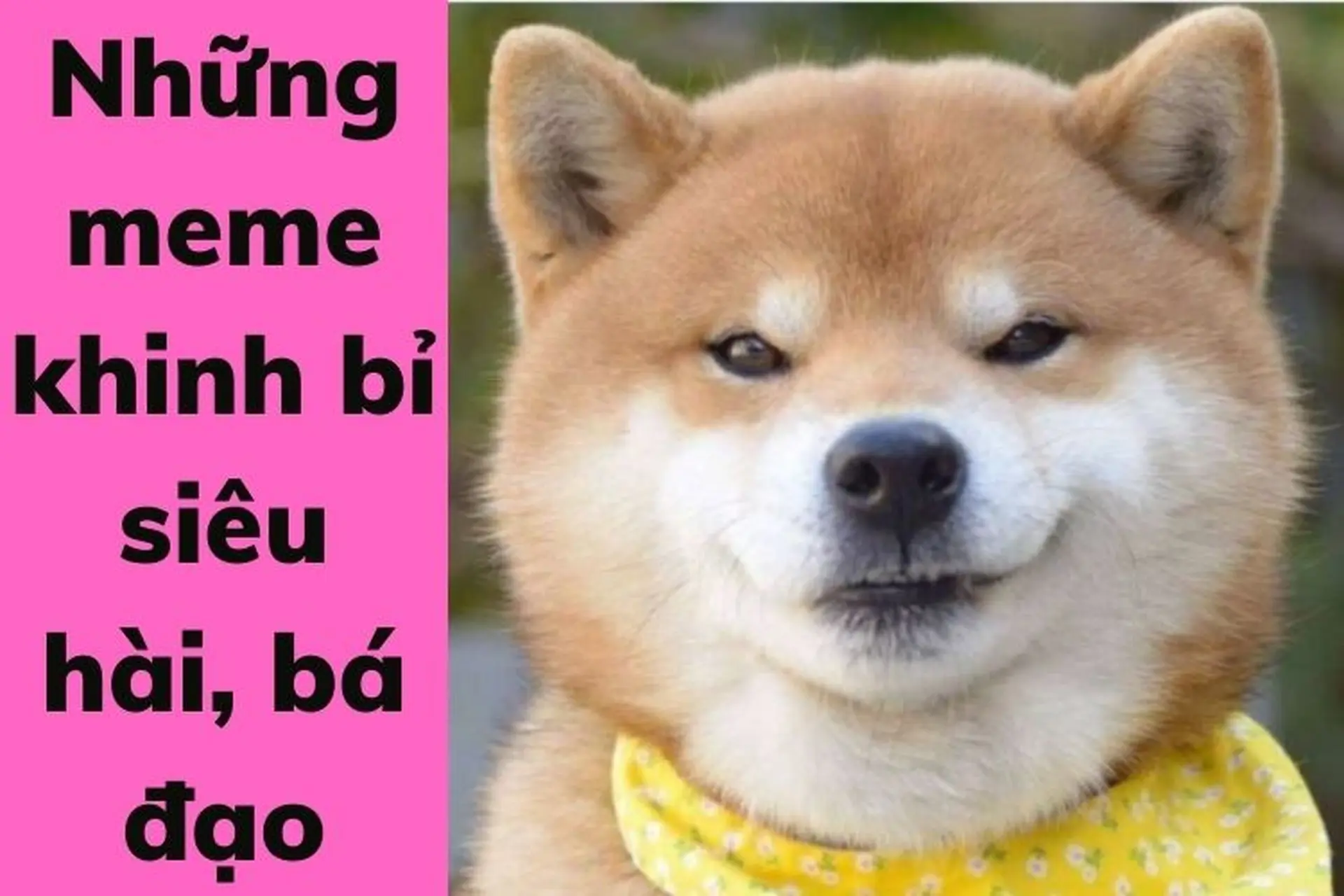 Khám phá meme khinh bỉ siêu hài, bá đạo đang được đông đảo giới trẻ yêu thích