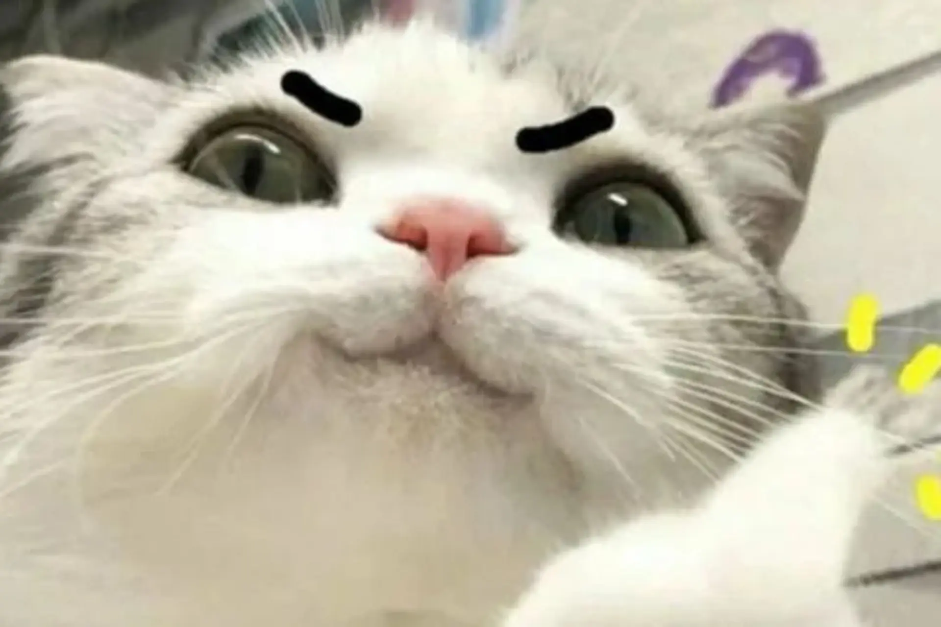 Meme mèo bựa: Tổng hợp bộ sưu tập meme mèo bựa siêu hài hước, cười ra nước mắt