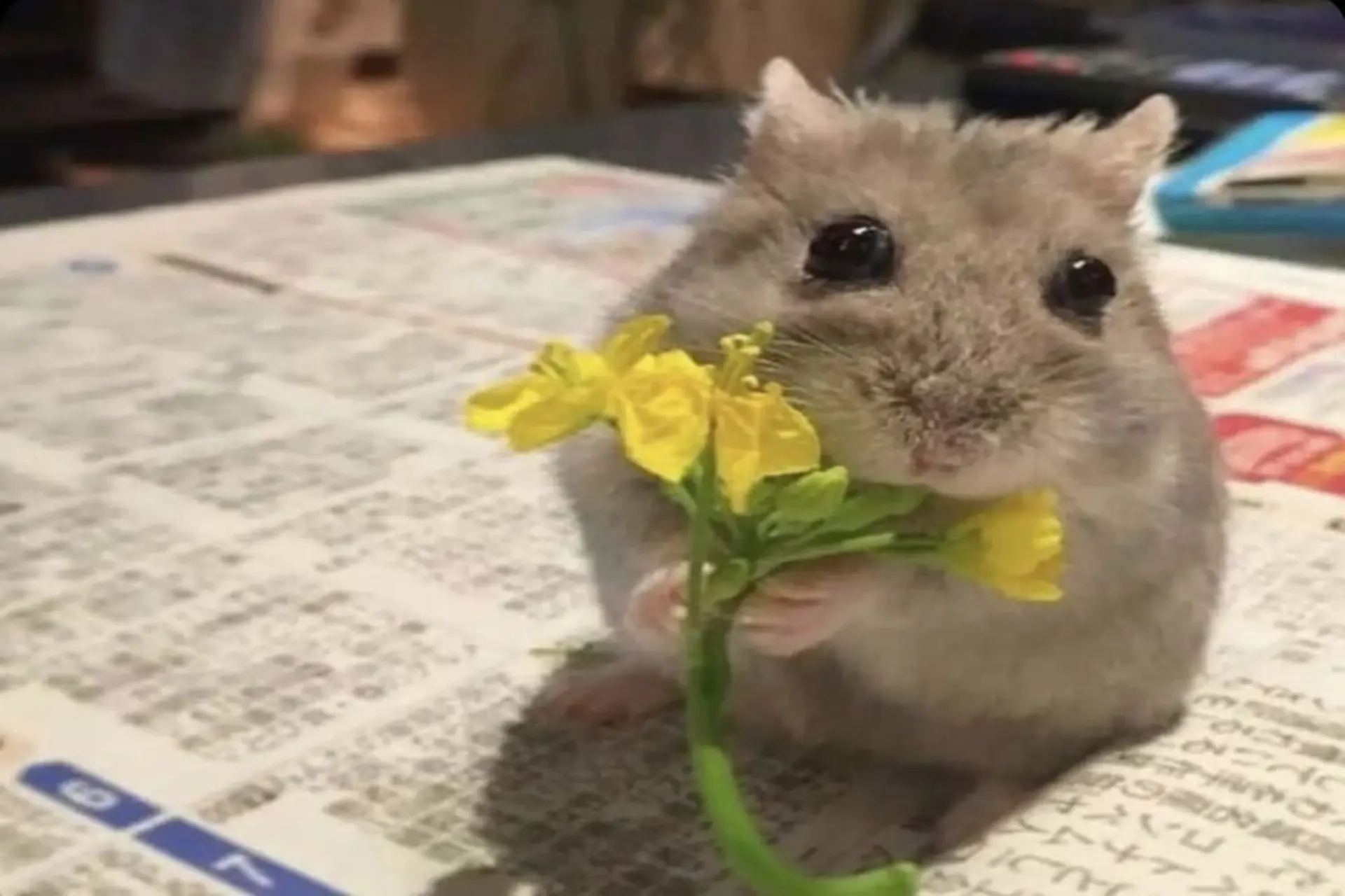 Gợi ý các mẫu meme yêu thương đáng yêu, hài hước giúp bạn truyền tải tình cảm hiệu quả
