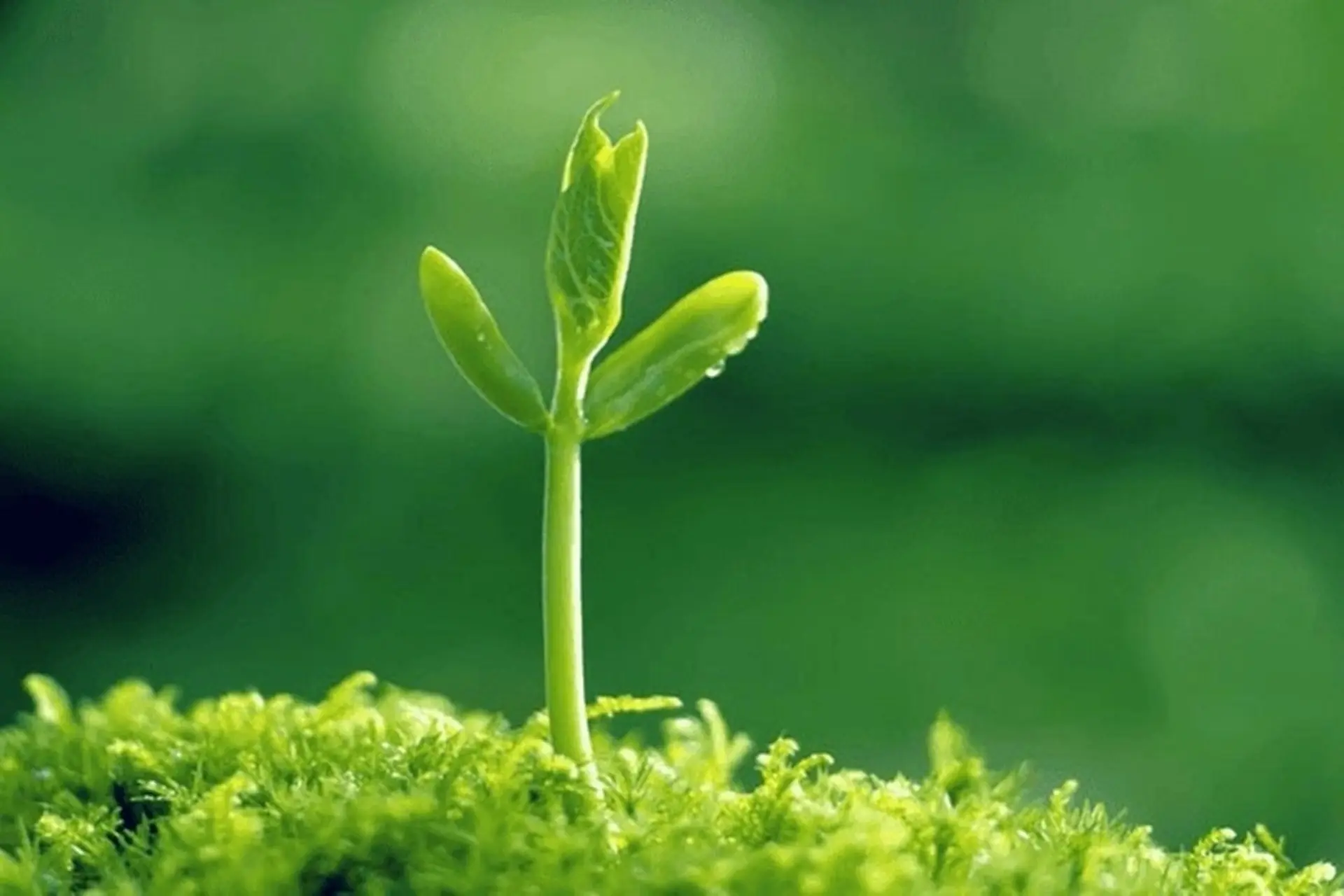 Mệnh Mộc hợp mệnh gì? Giải mã sự tương sinh giúp cân bằng phong thủy và thu hút may mắn