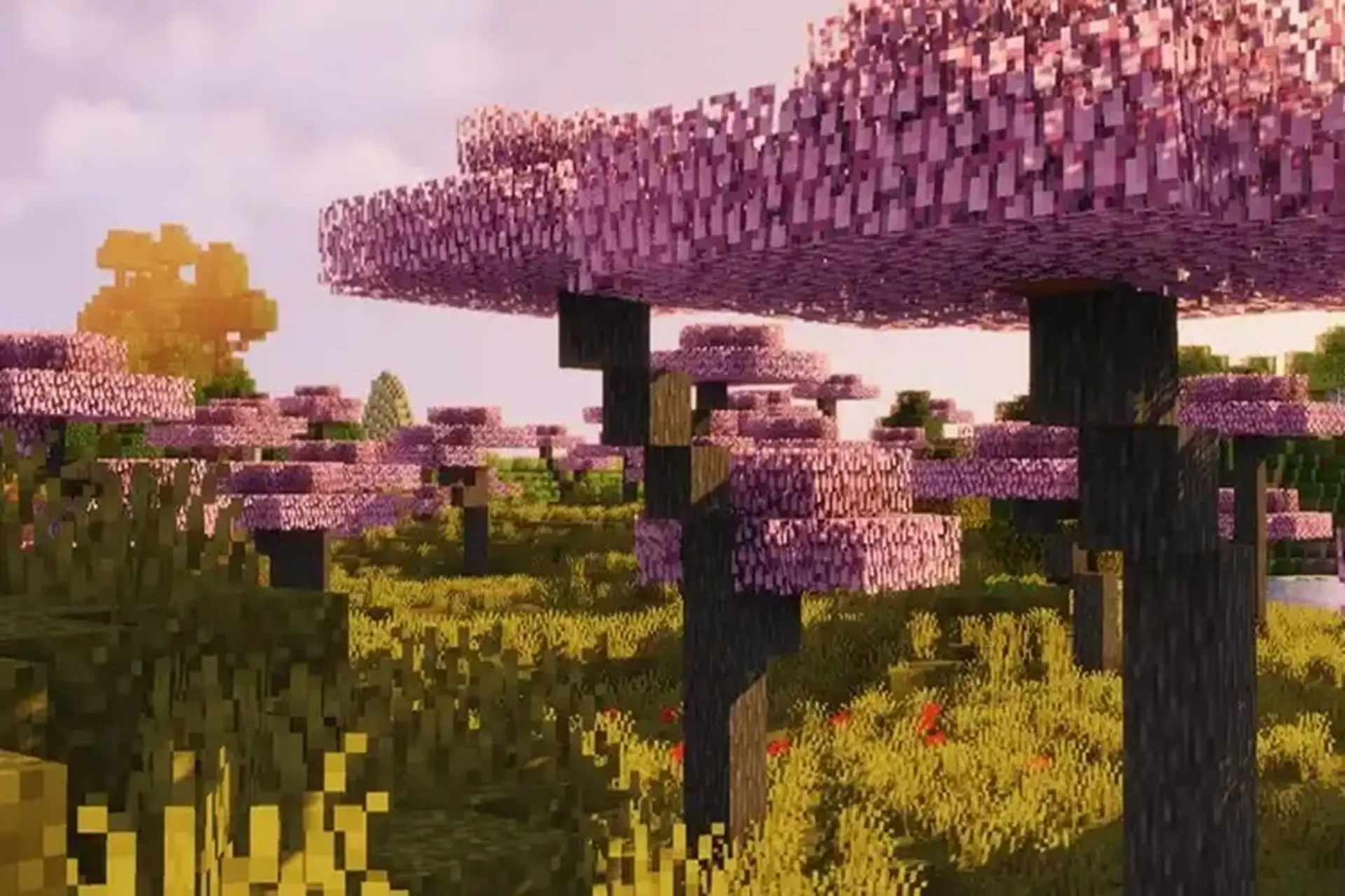 Minecraft 1.19.83 APK tiếng Việt - Sân chơi mới với cơ hội khám phá rừng hoa anh đào xinh đẹp
